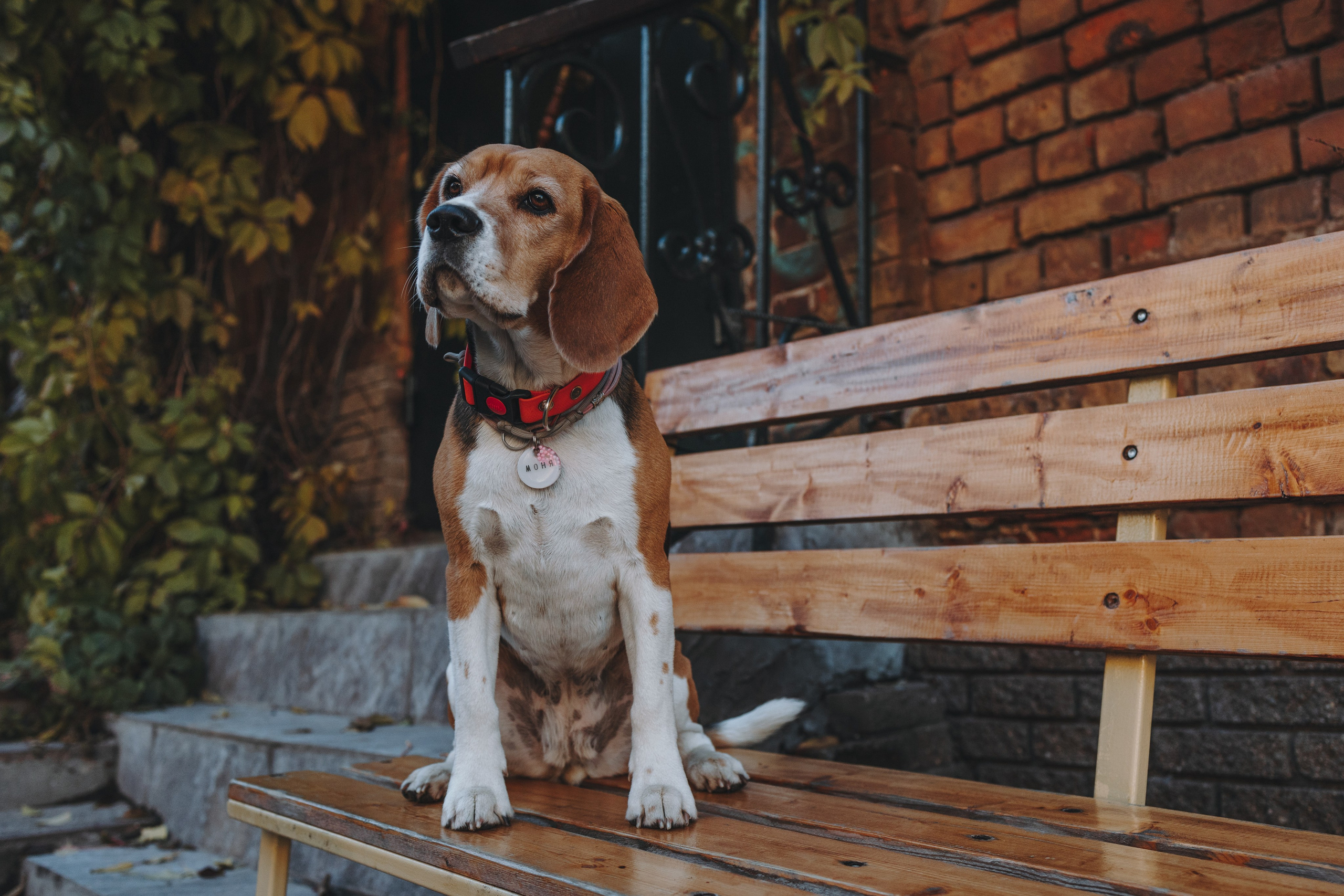 Аня и Моня. Фотограф — анималист Светлана Кысса|фотограф собак в Краснодаре и Нижнем Новгороде