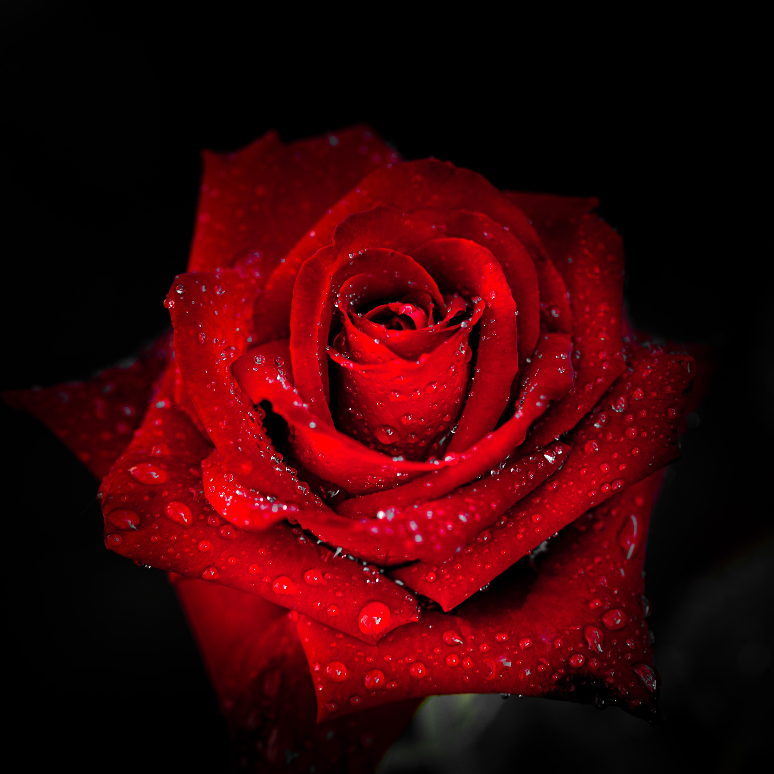 Розы. Медиапродюсер, фотограф в Минеральных Водах —Виктор Холодов