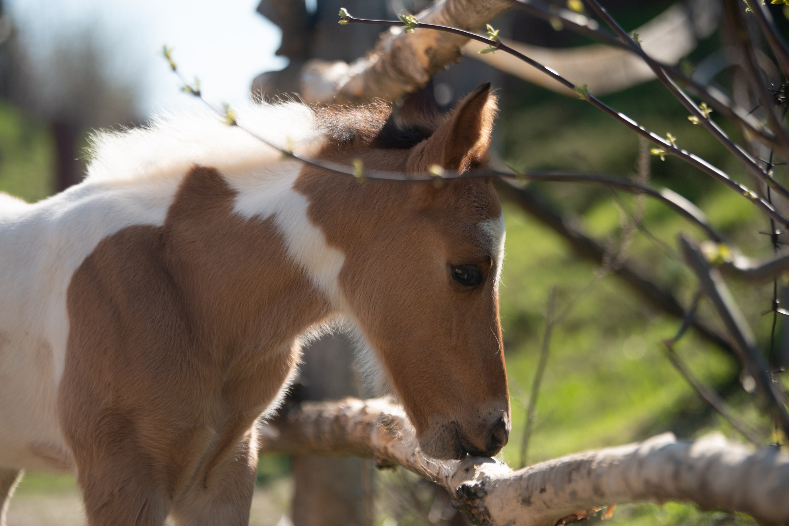 Жеребёнок Митяй. Конный фотограф в Саратове Юлия Иванова