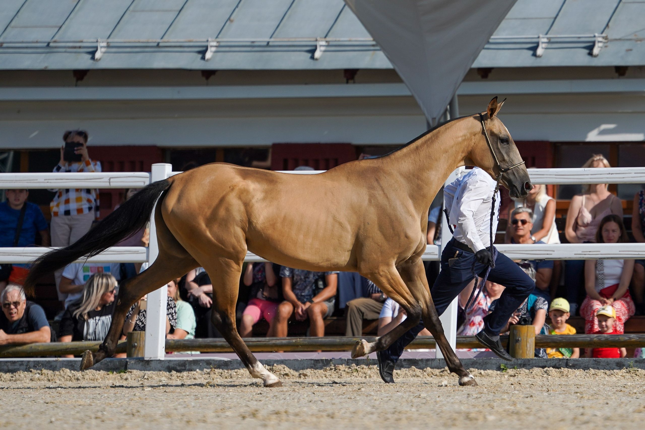 Чемпионат лошадей чистокровной ахалтекинской породы «КУБОК РОССИИ — 2024». Фотограф-анималист, портретный фотограф в Чебоксарах Мария Садыкова