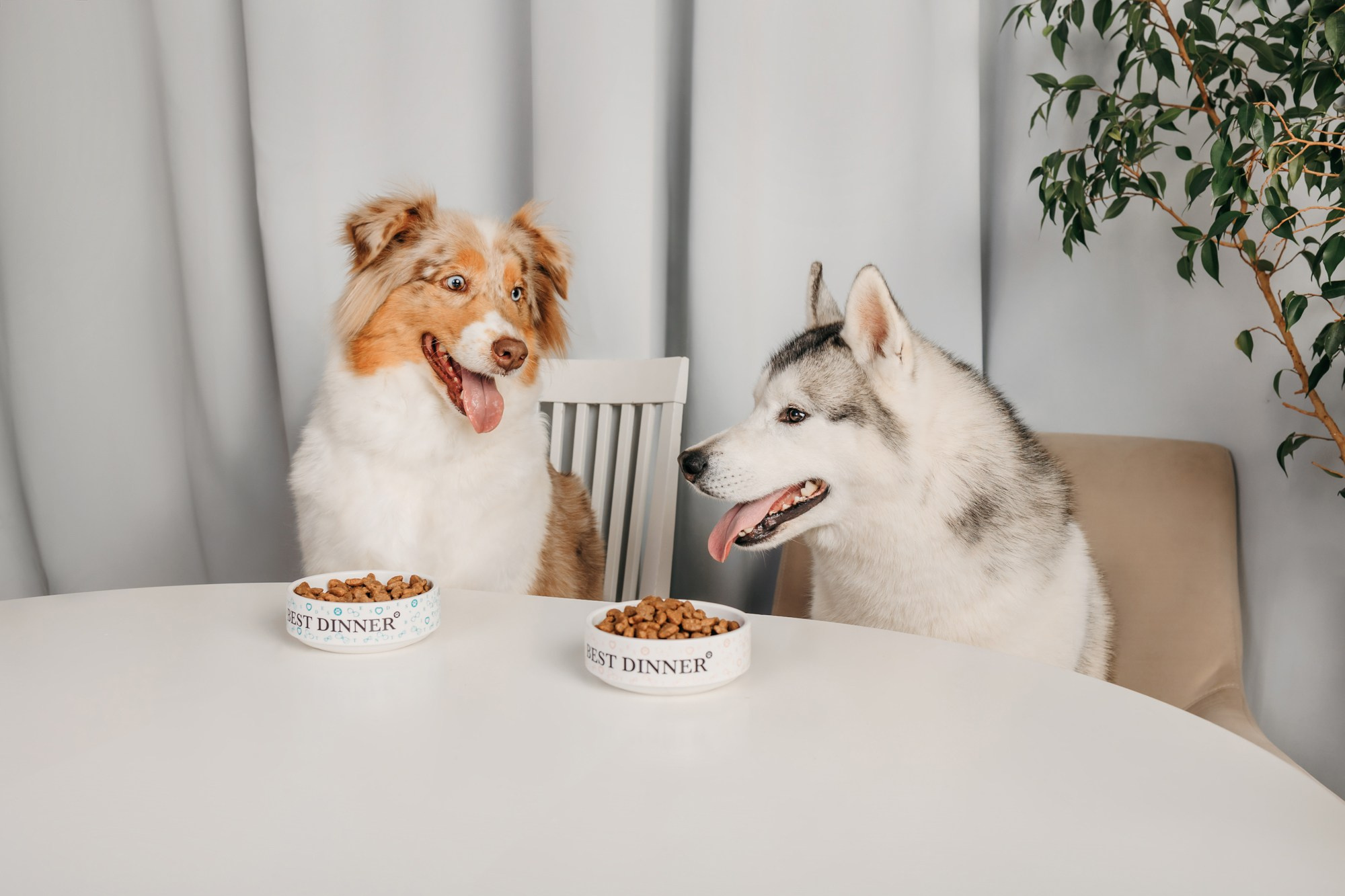 Корма Best Dinner. Фотограф-анималист Елена Радченко, Москва