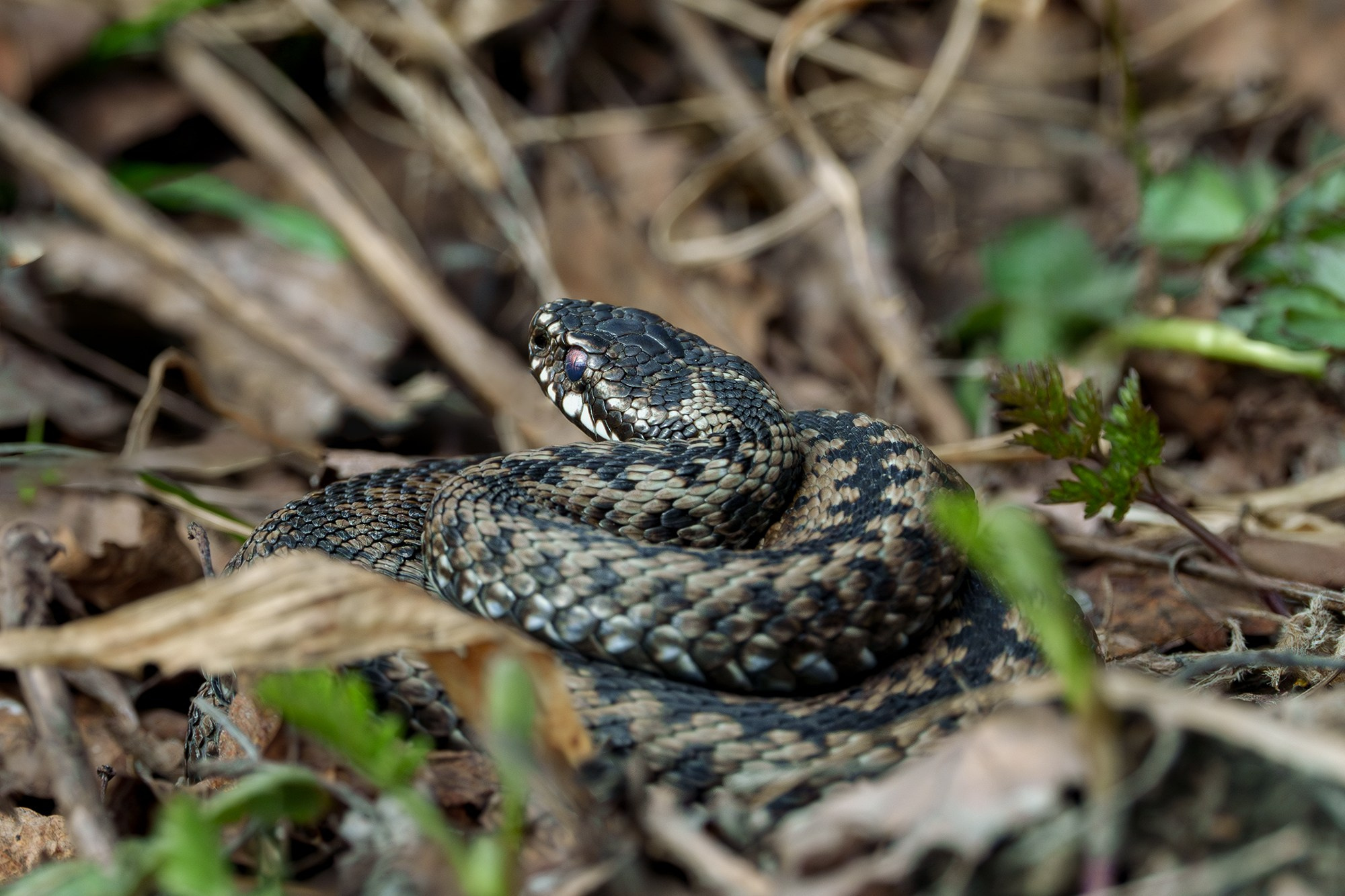 Животные. Ваш личный фотограф Марина Волкова