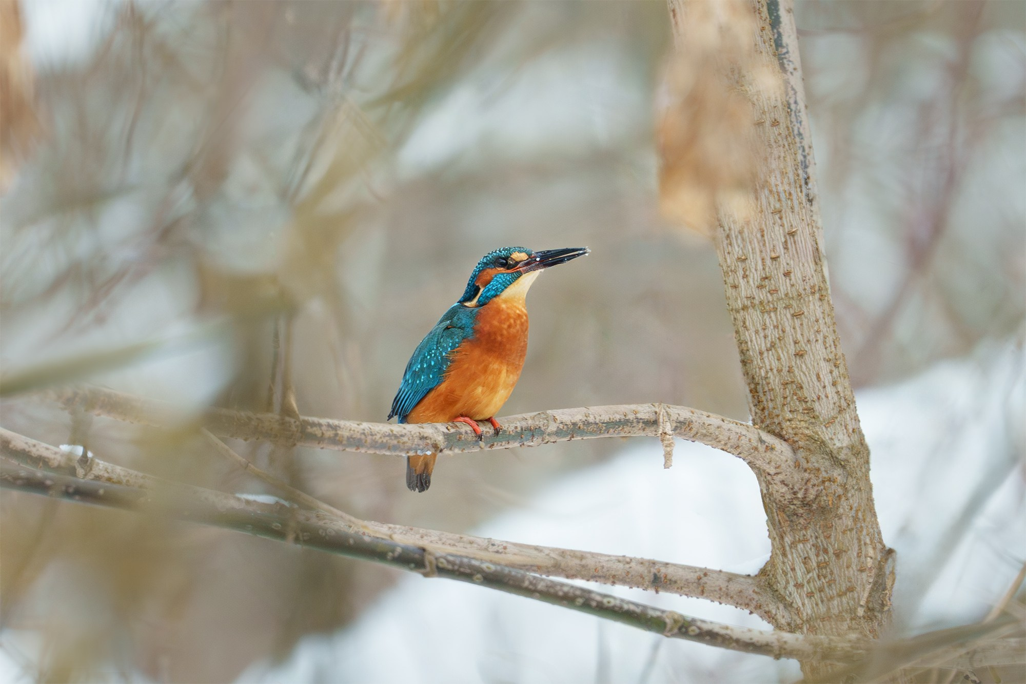 Удивительные мир птиц. Вокруг нас столько прекрасного — присмотритесь!. Ваш личный фотограф Марина Волкова