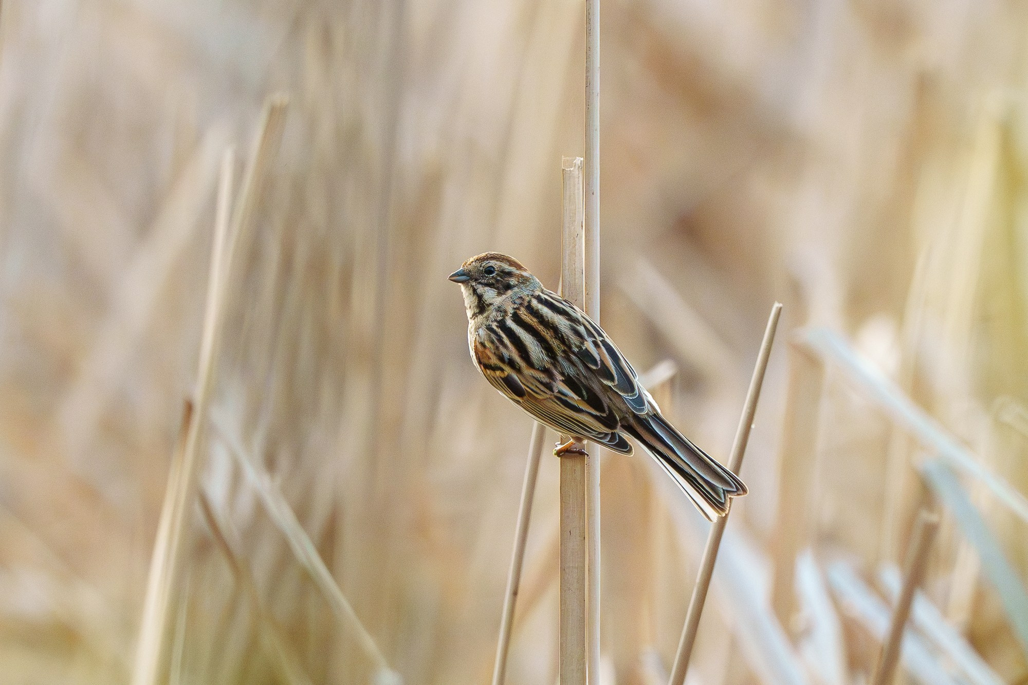 Удивительные мир птиц. Вокруг нас столько прекрасного — присмотритесь!. Ваш личный фотограф Марина Волкова