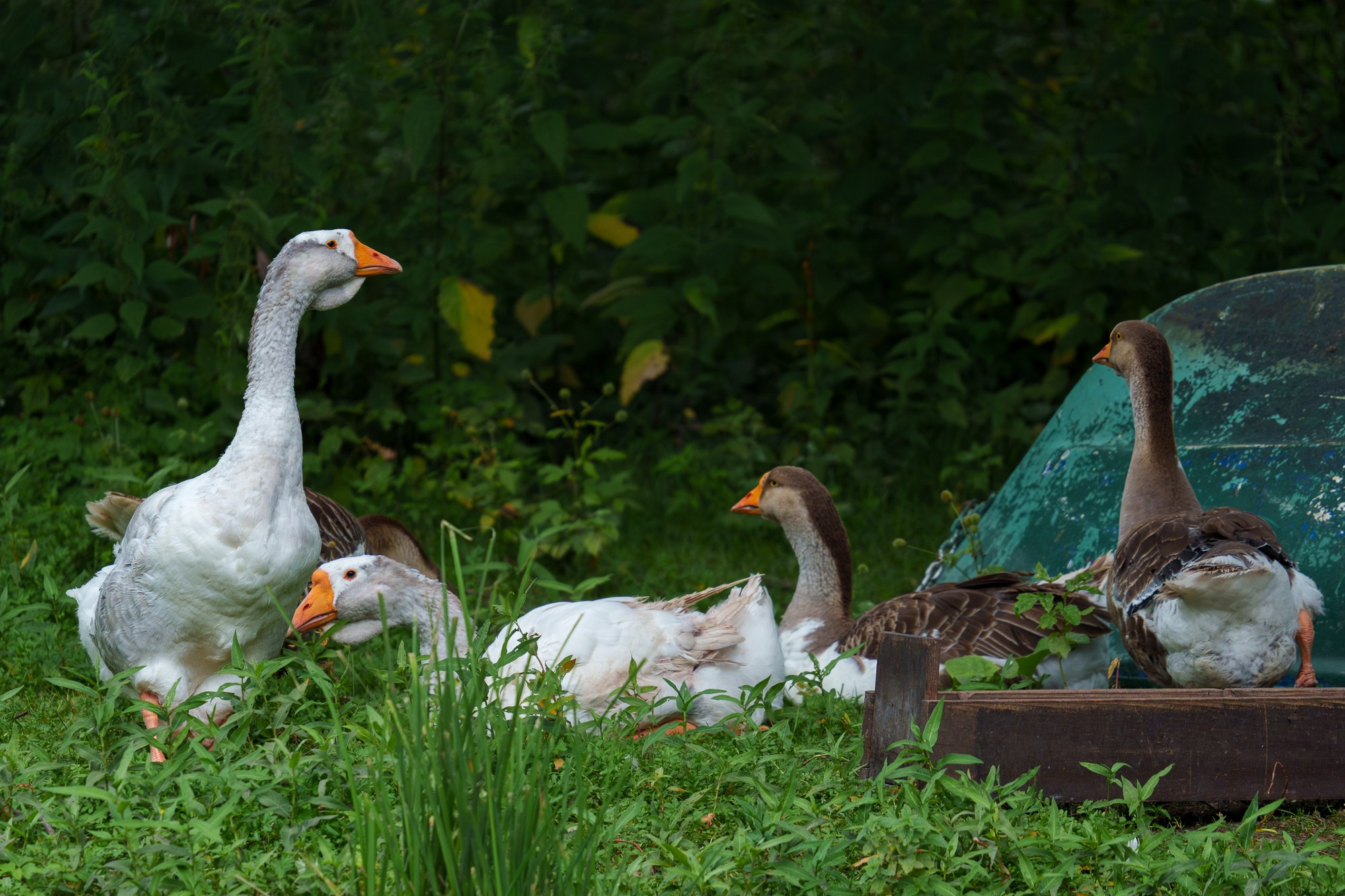Удивительные мир птиц. Вокруг нас столько прекрасного — присмотритесь!. Ваш личный фотограф Марина Волкова