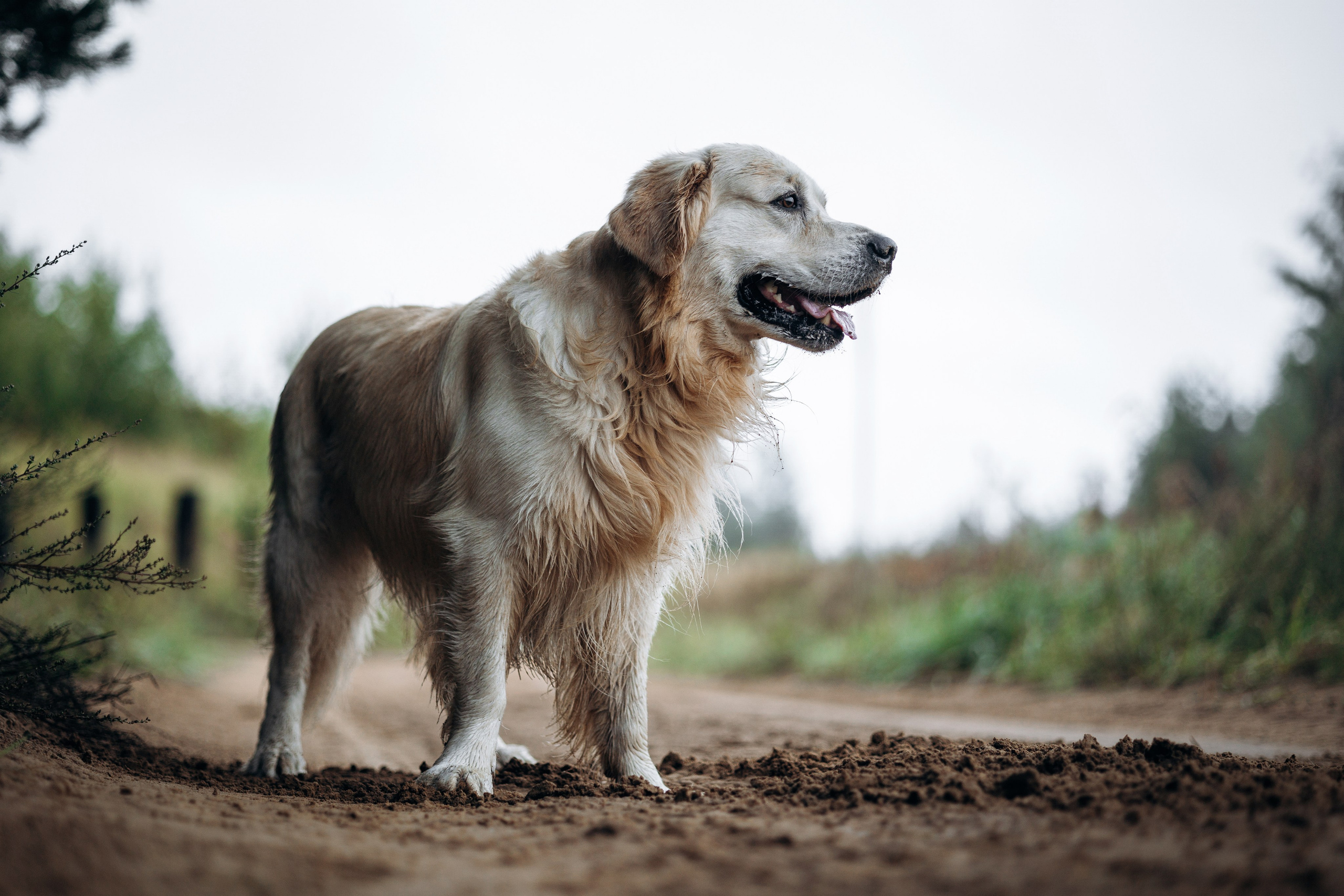 Лёва и его семья. Фотограф — Анималист | Санкт-Петербург
