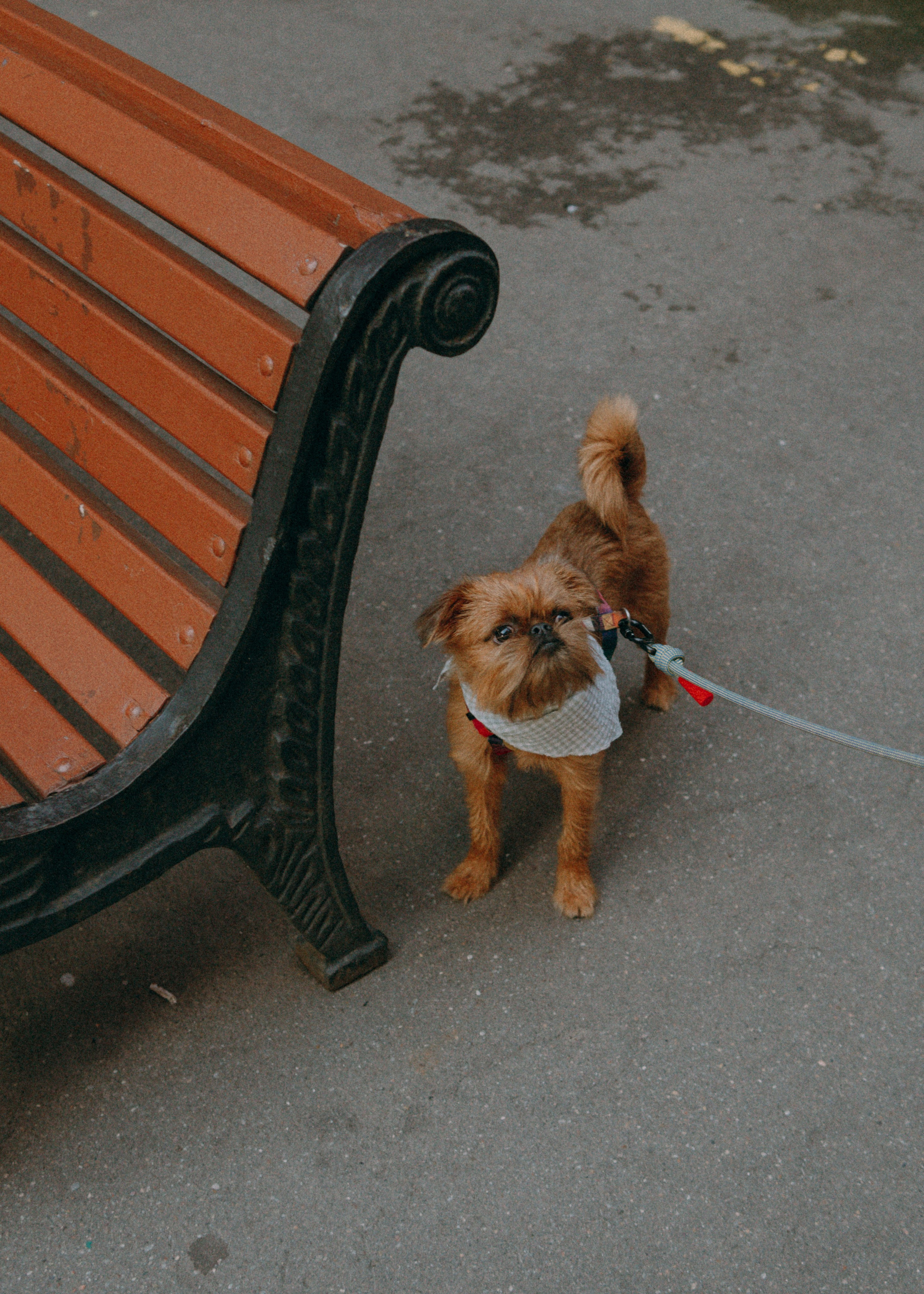 Лена и Альфи. Фотограф-анималист Ксения Воробьева, Москва