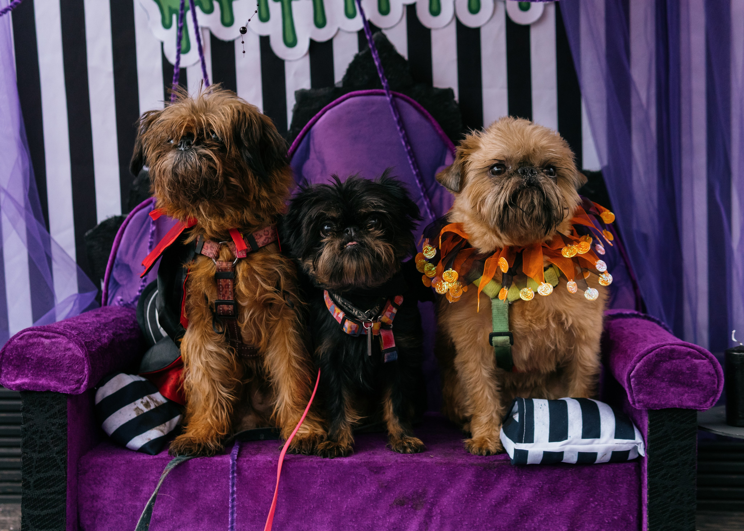 Тематическая встреча породников «Griffween». Фотограф-анималист Ксения Воробьева, Москва