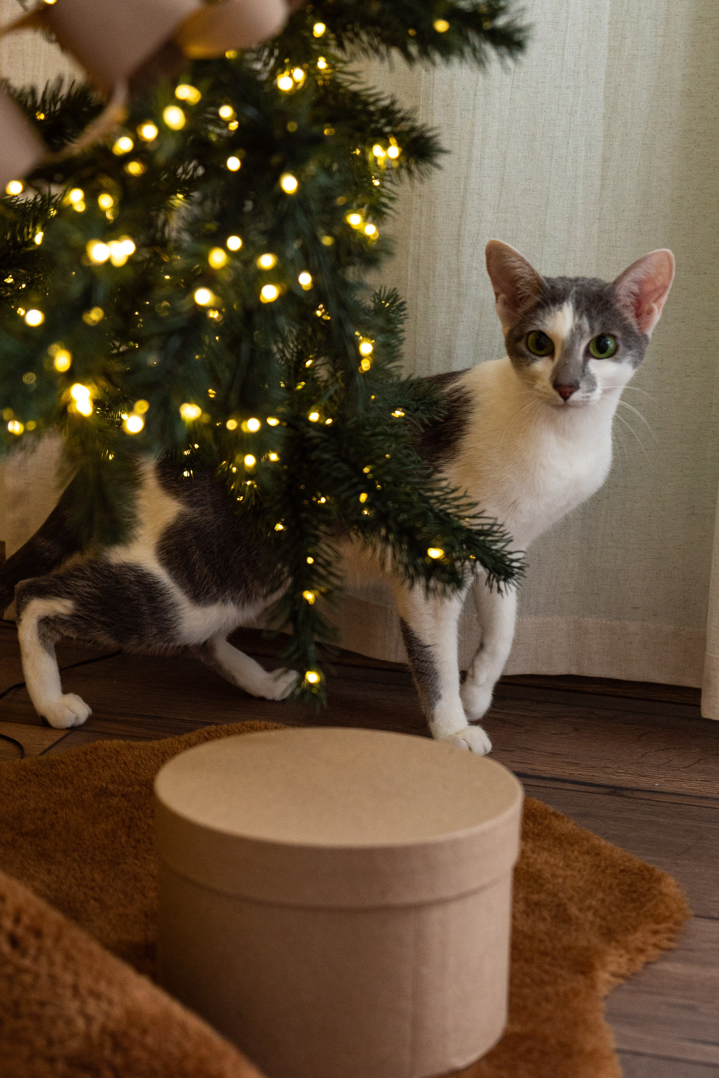 Семейные. Фотограф | Виктория Чернышева