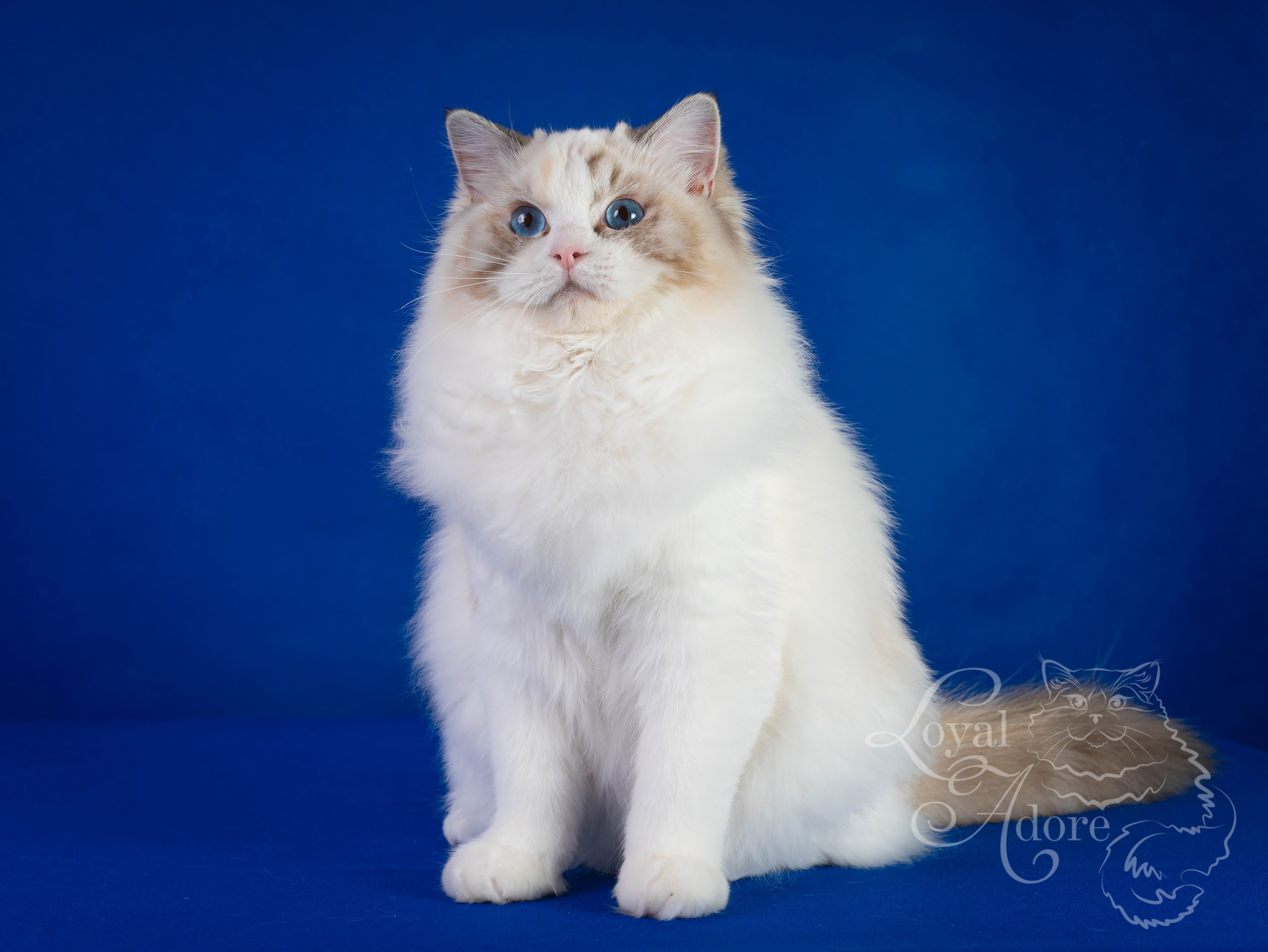 Кошки производители Loyal Adore. Питомник рэгдолл Loyal Adore