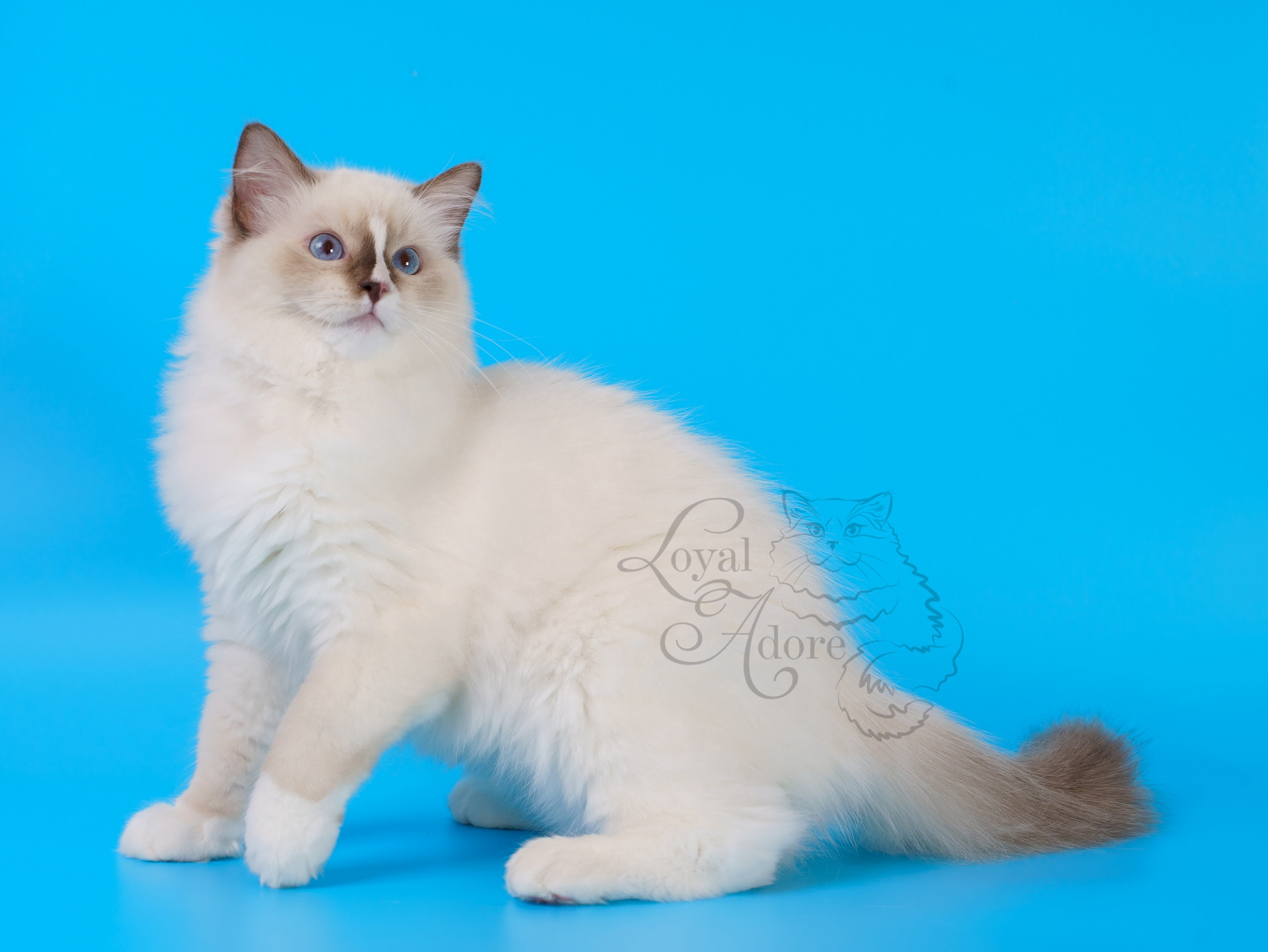 Кошки производители Loyal Adore. Питомник рэгдолл Loyal Adore