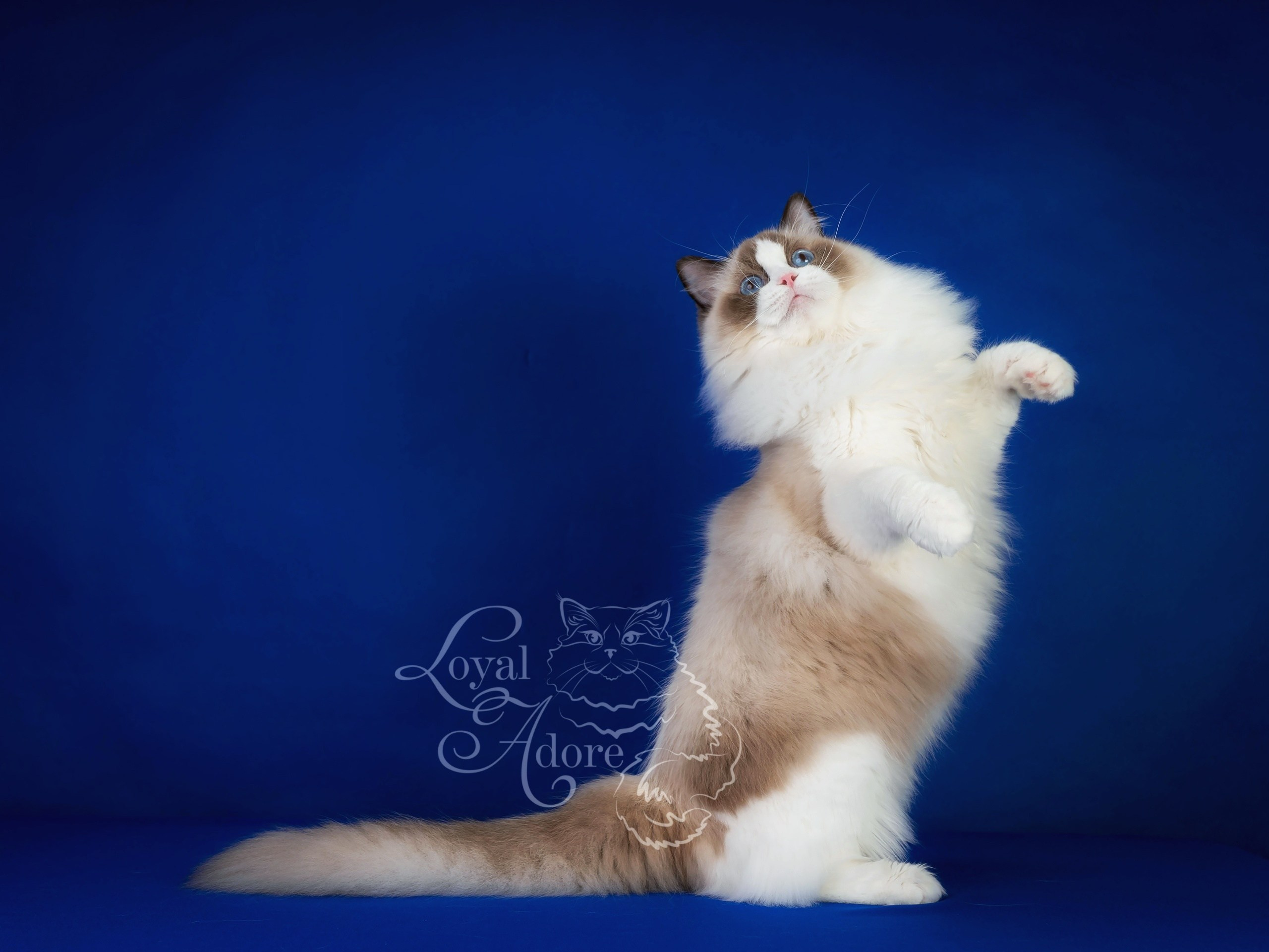 Кошки производители Loyal Adore. Питомник рэгдолл Loyal Adore