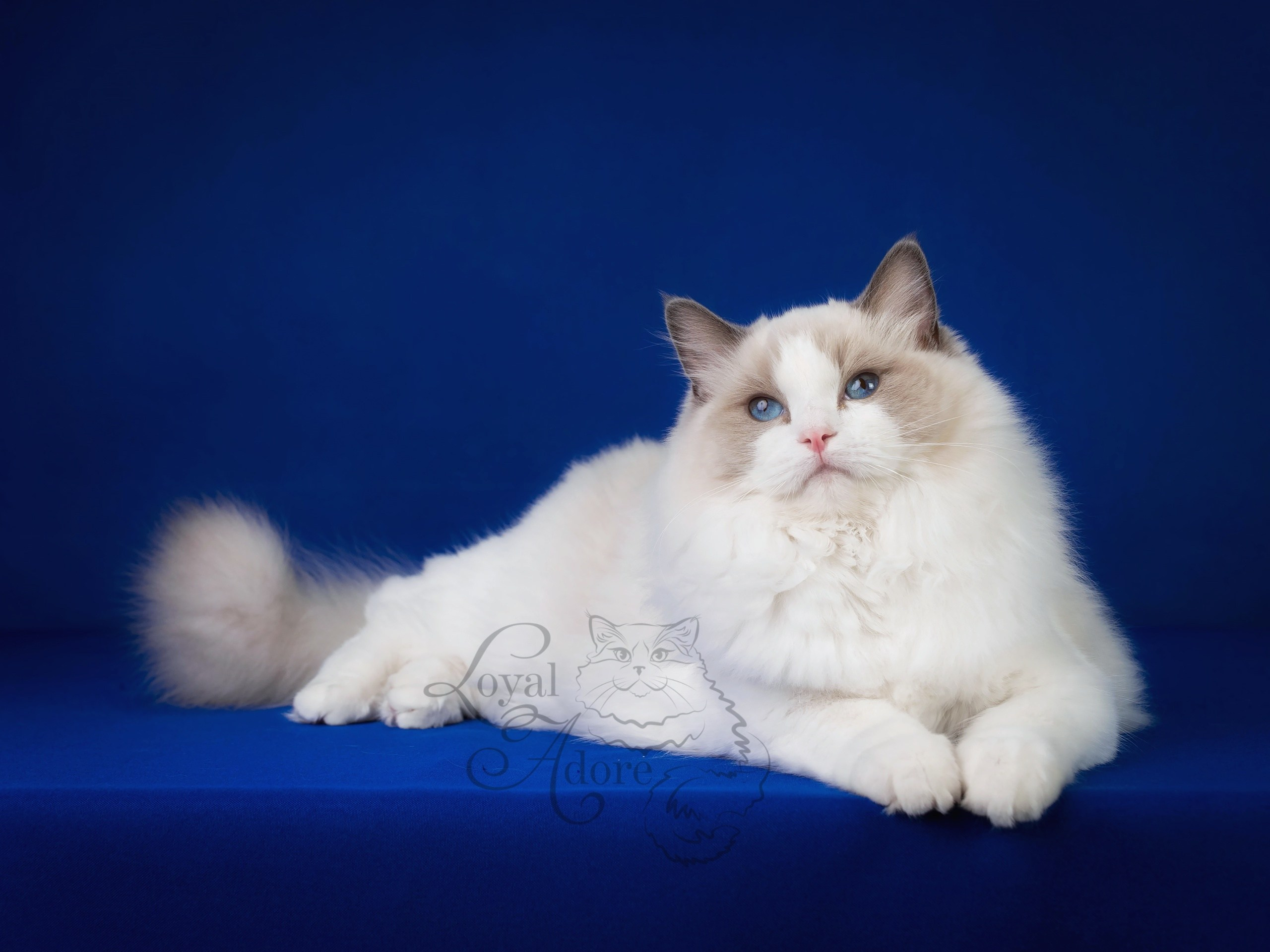 Кошки производители Loyal Adore. Питомник рэгдолл Loyal Adore