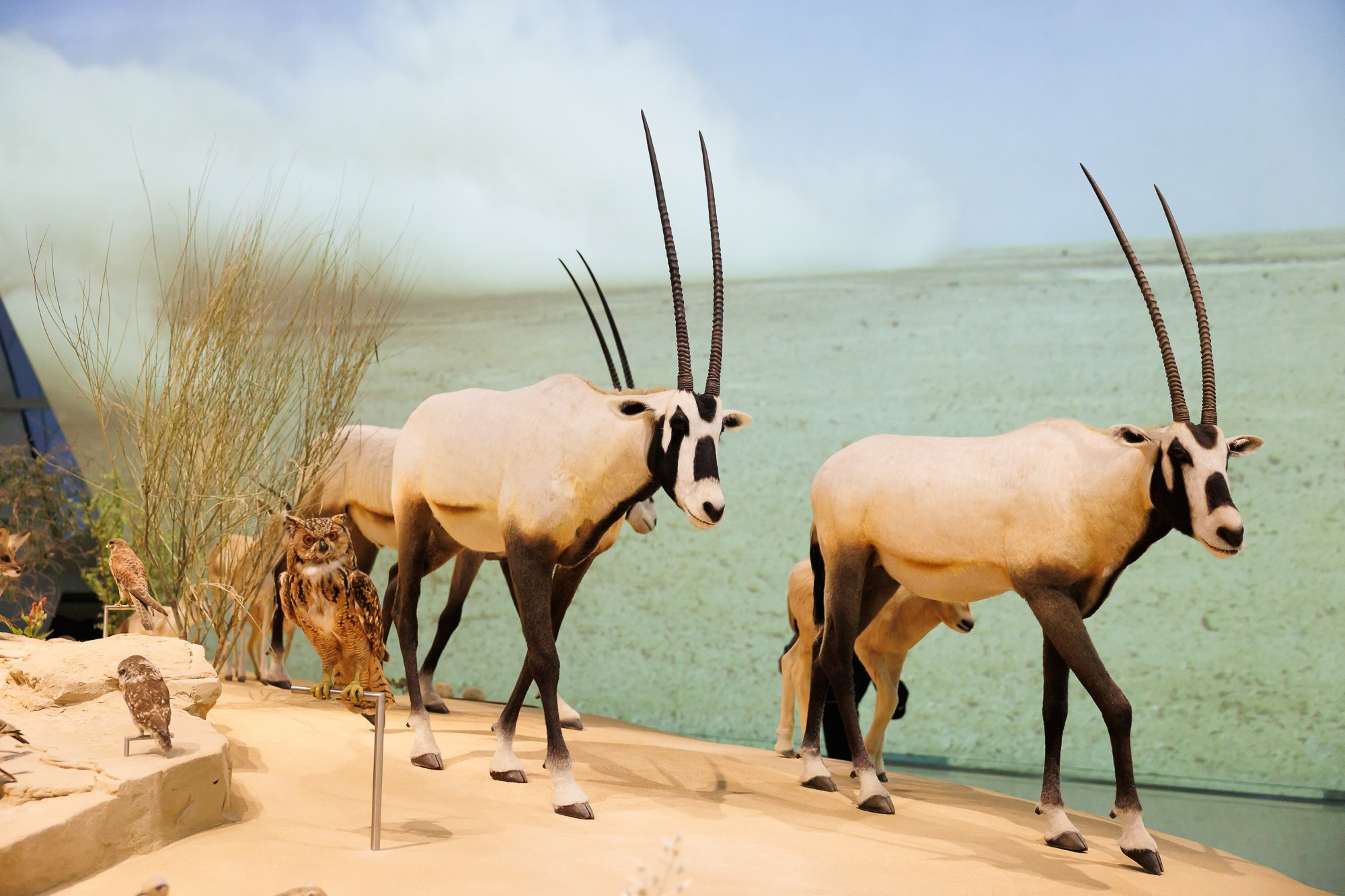 Корпоративный выезд в Qatar. Фотограф Дмитрий Елисеев