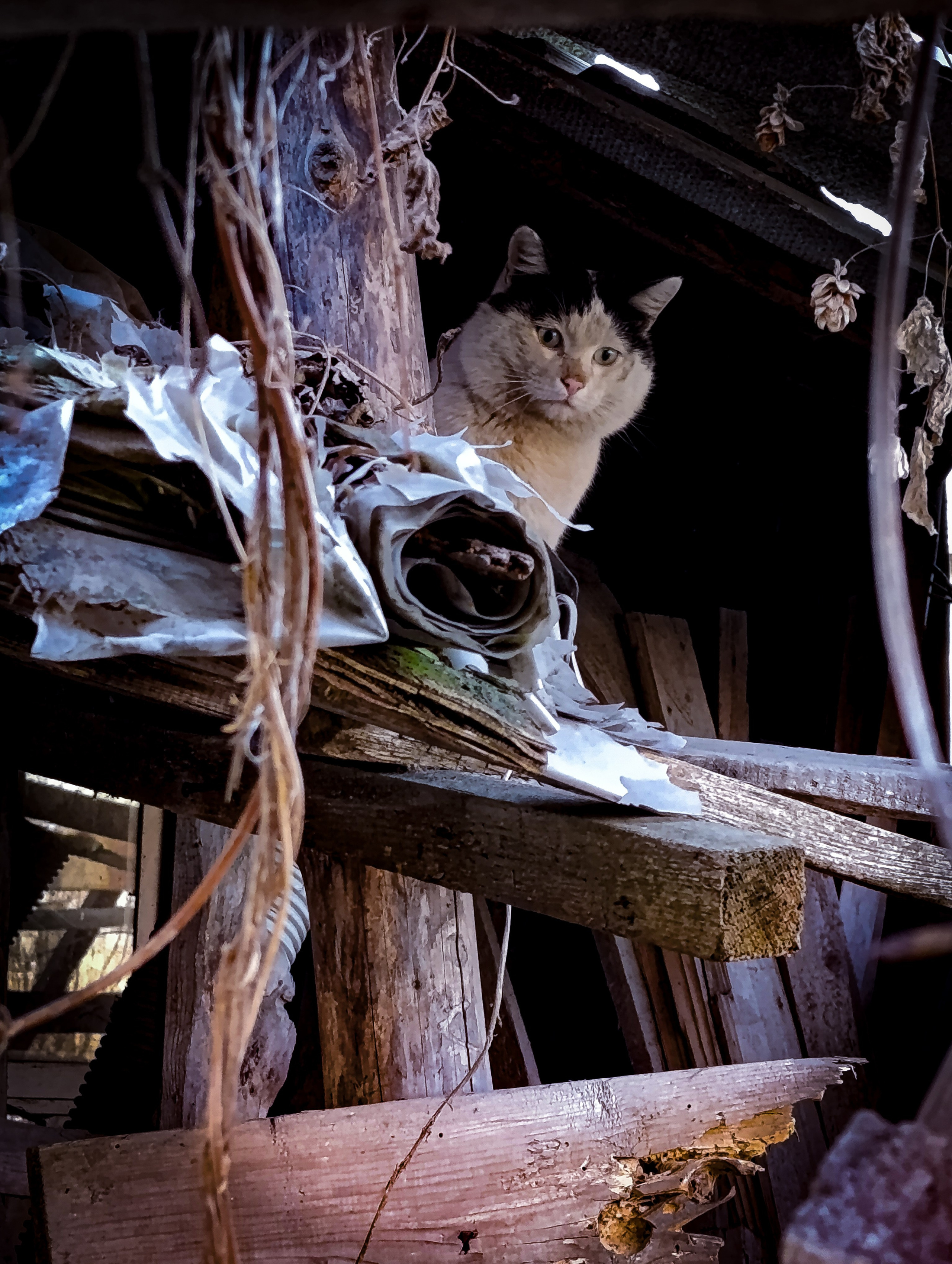 Животный мир. Фотограф в Южно-Сахалинске Гусаков Евгений