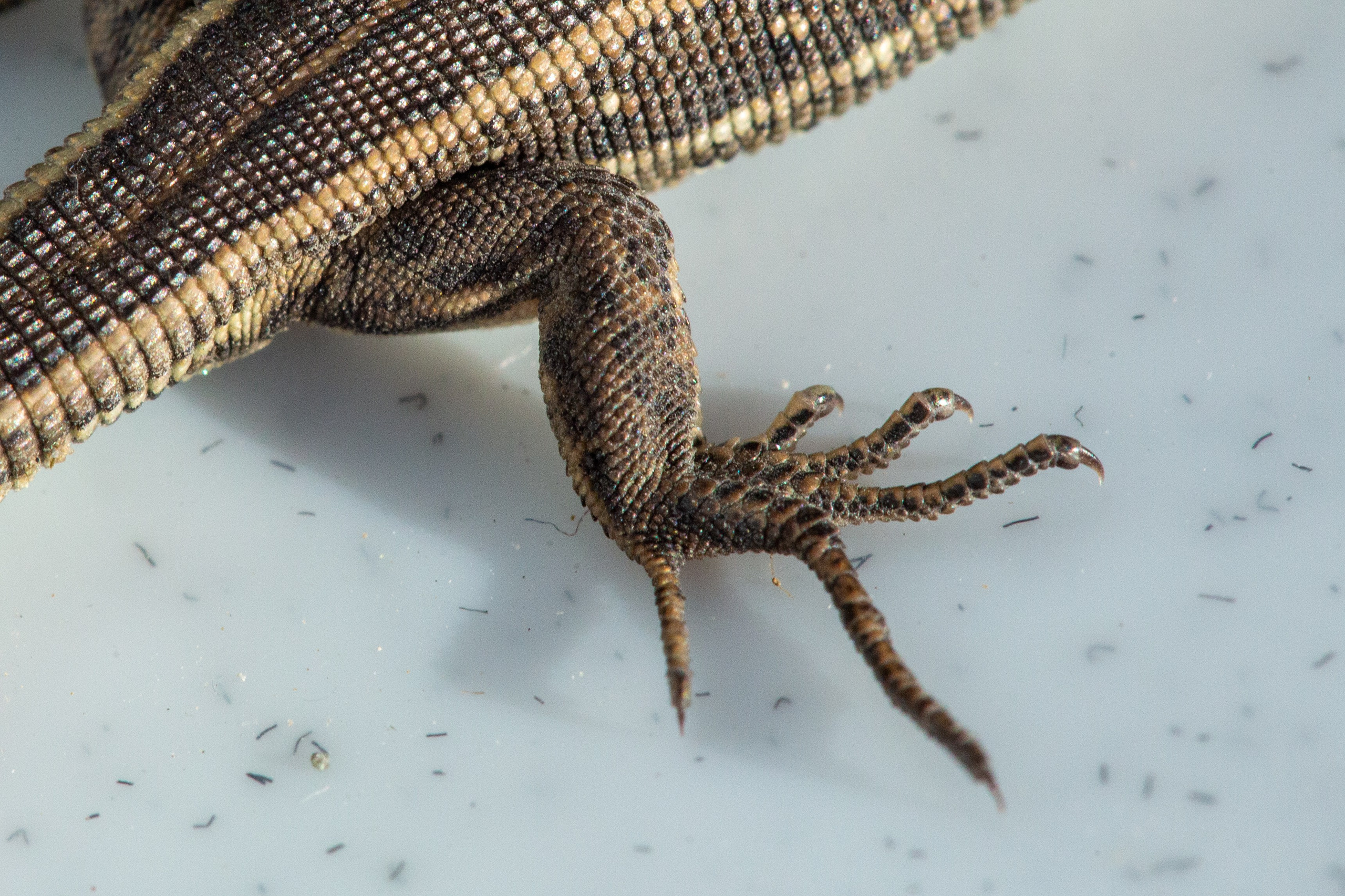 Фото Животных. Студия Максима Белослюдцева