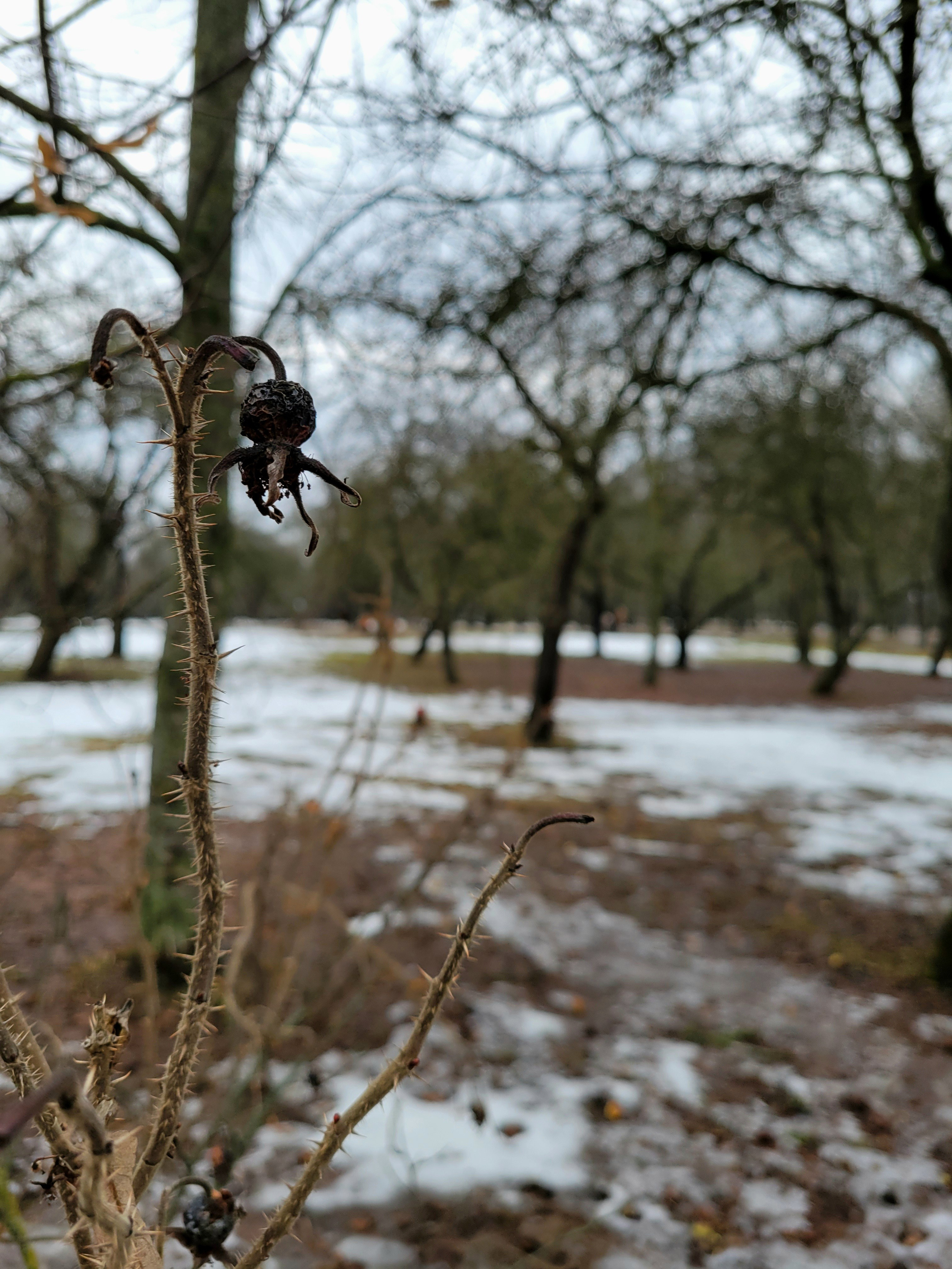 Усадьба окружена парком, который напомнил яблоневые сады в Коломенском