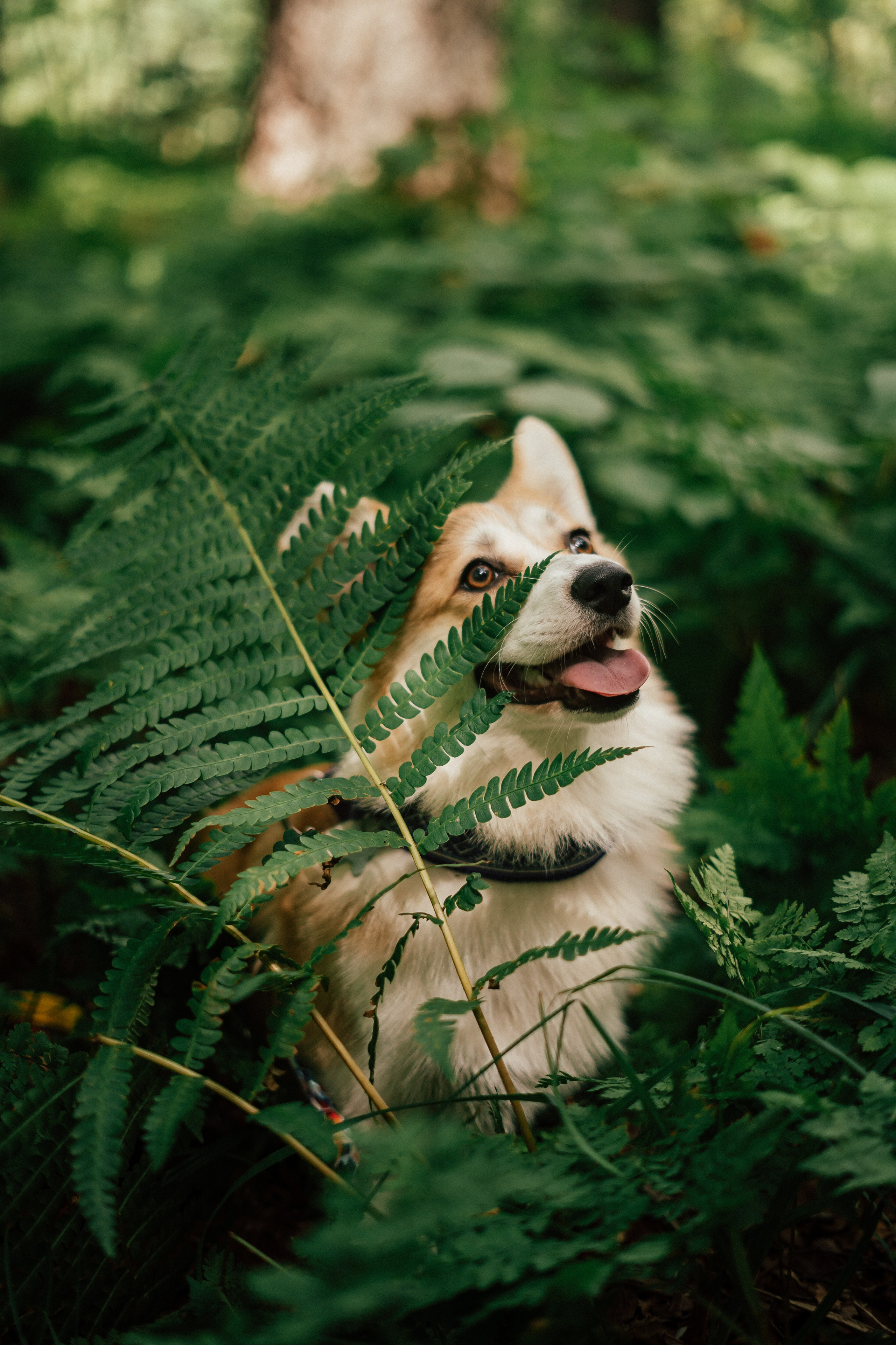 Фотосессия с собакой сахалин. Фотограф сахалин