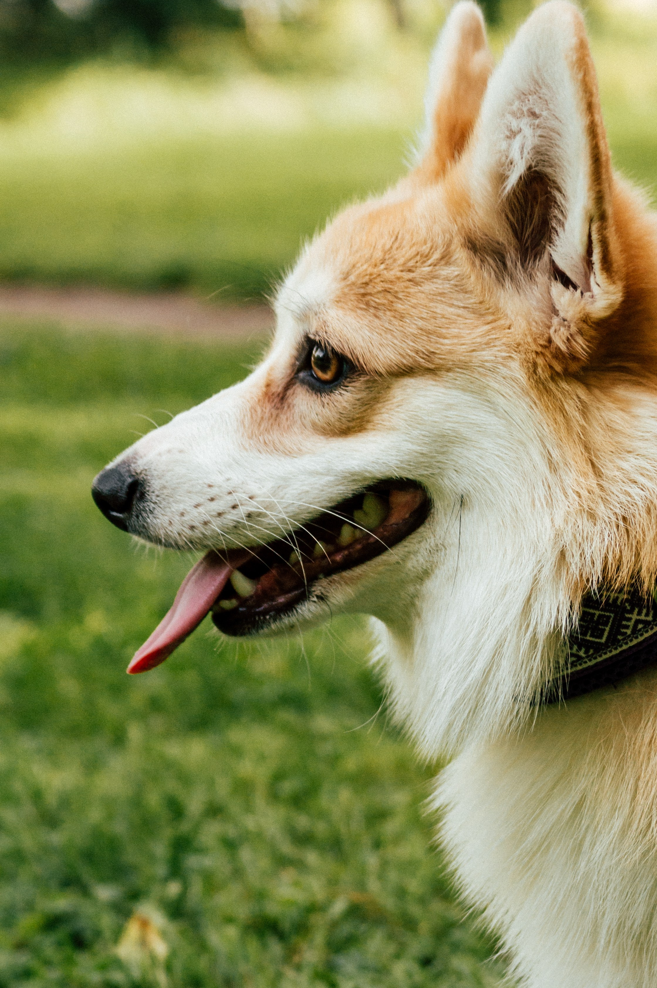 Фотосессия с собакой сахалин. Фотограф сахалин