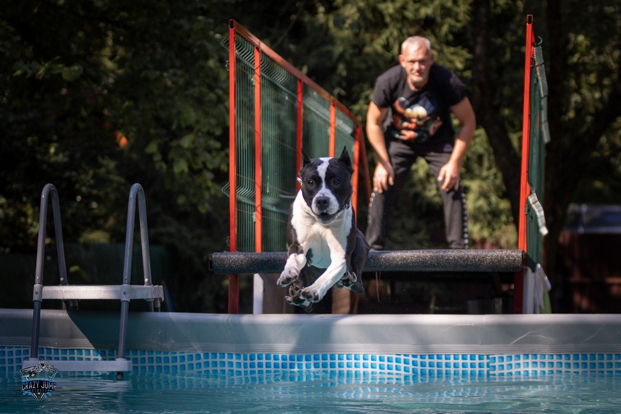 Собаки, спорт, Док дайвинг. Свадебный и репортажный фотограф в Москве и Московской области