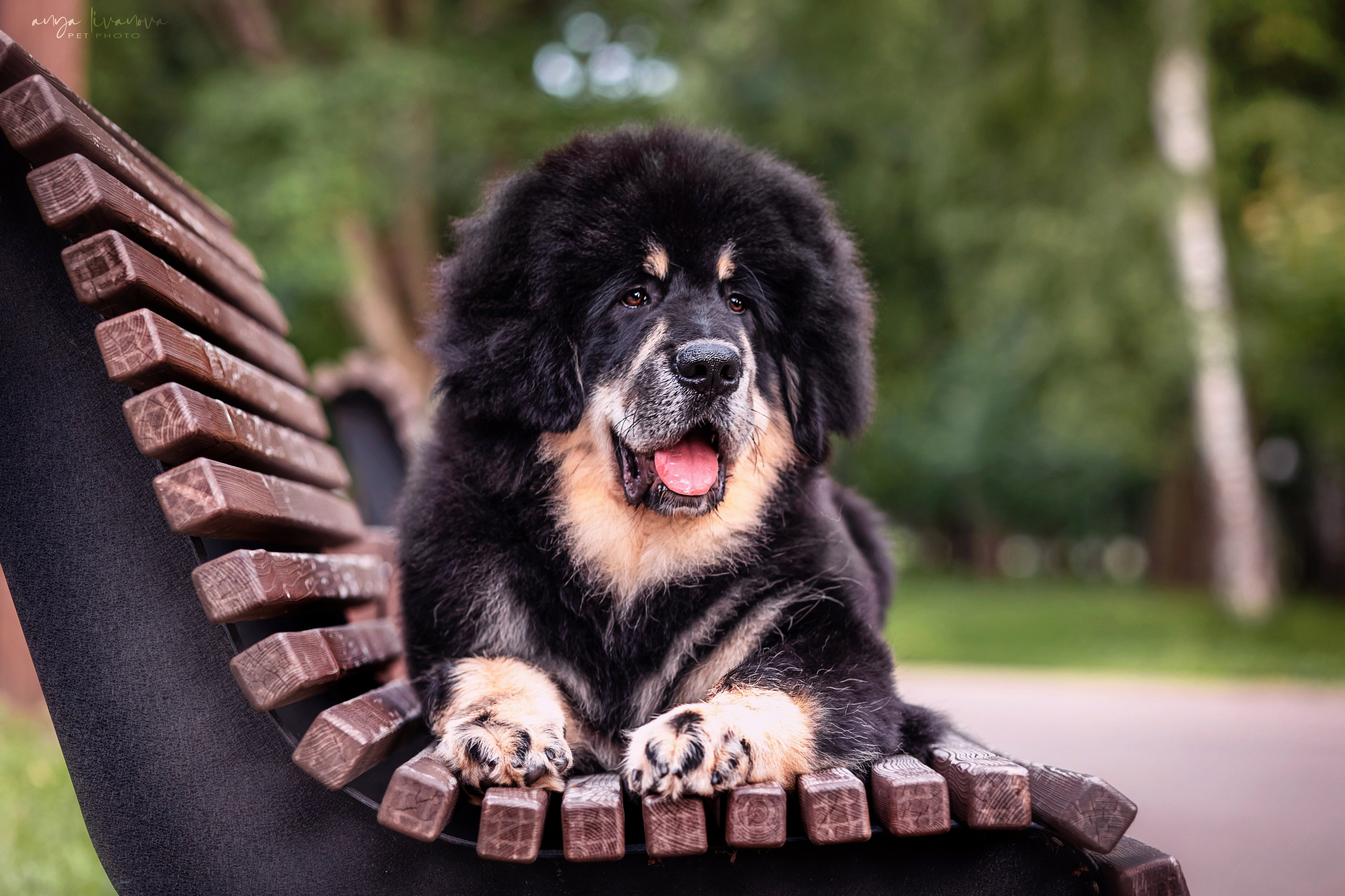 Лео. Фотограф анималист Аня Ливанова | Рыбинск