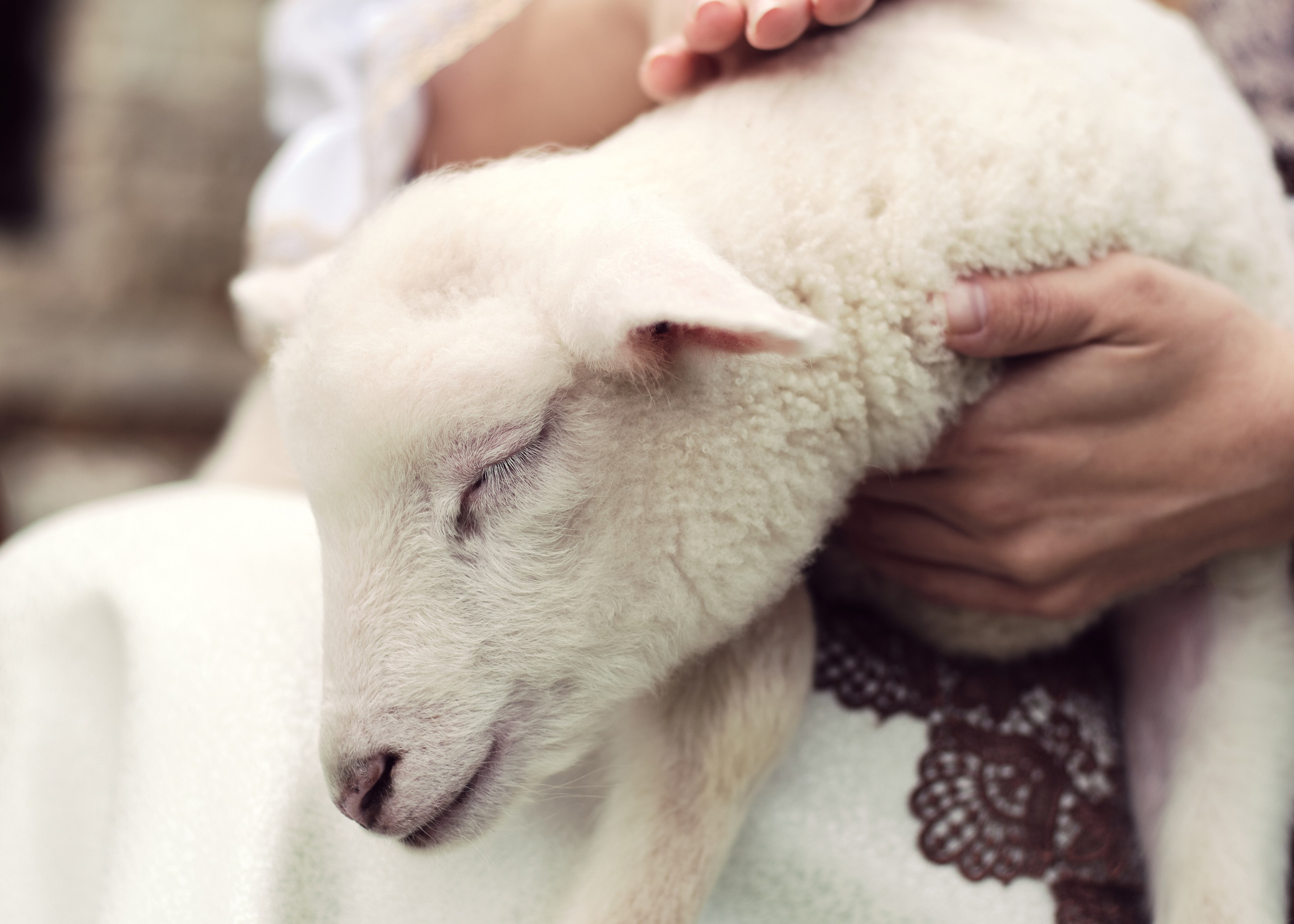 Фотосессии с животными. Портретный фотограф в Москве Виктория Колышева