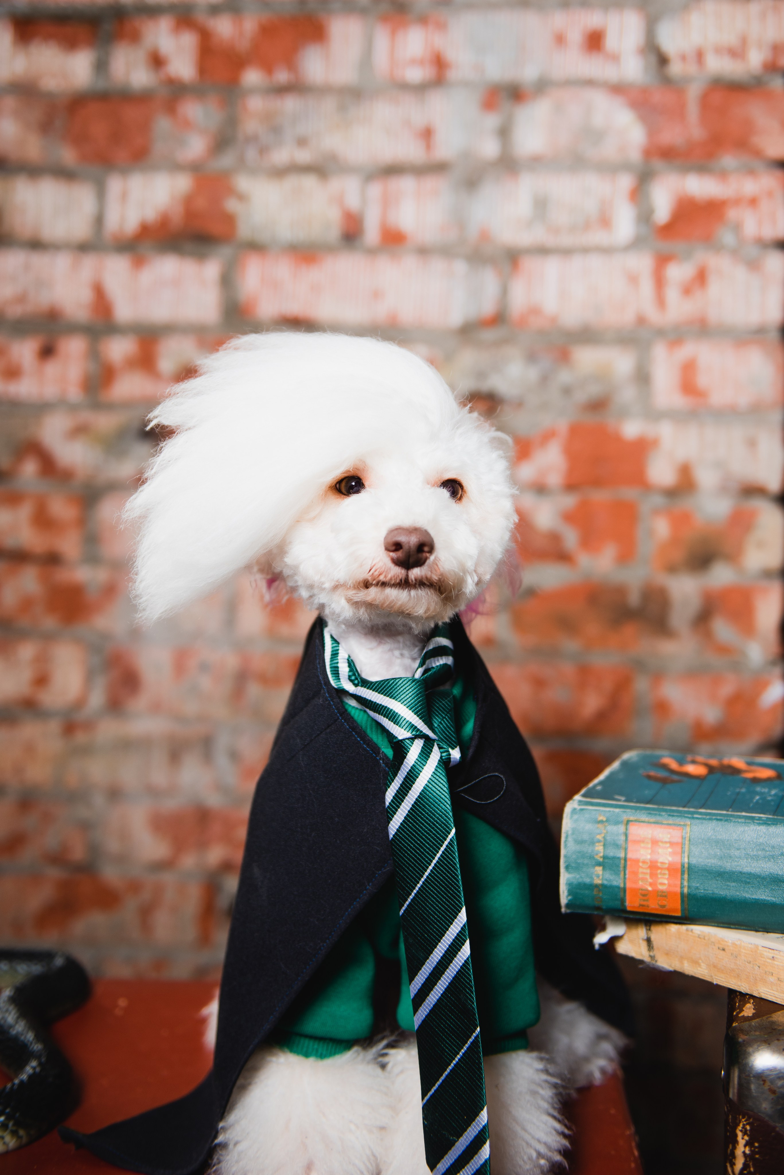 Pets. Фотограф в Москве Daria Lens