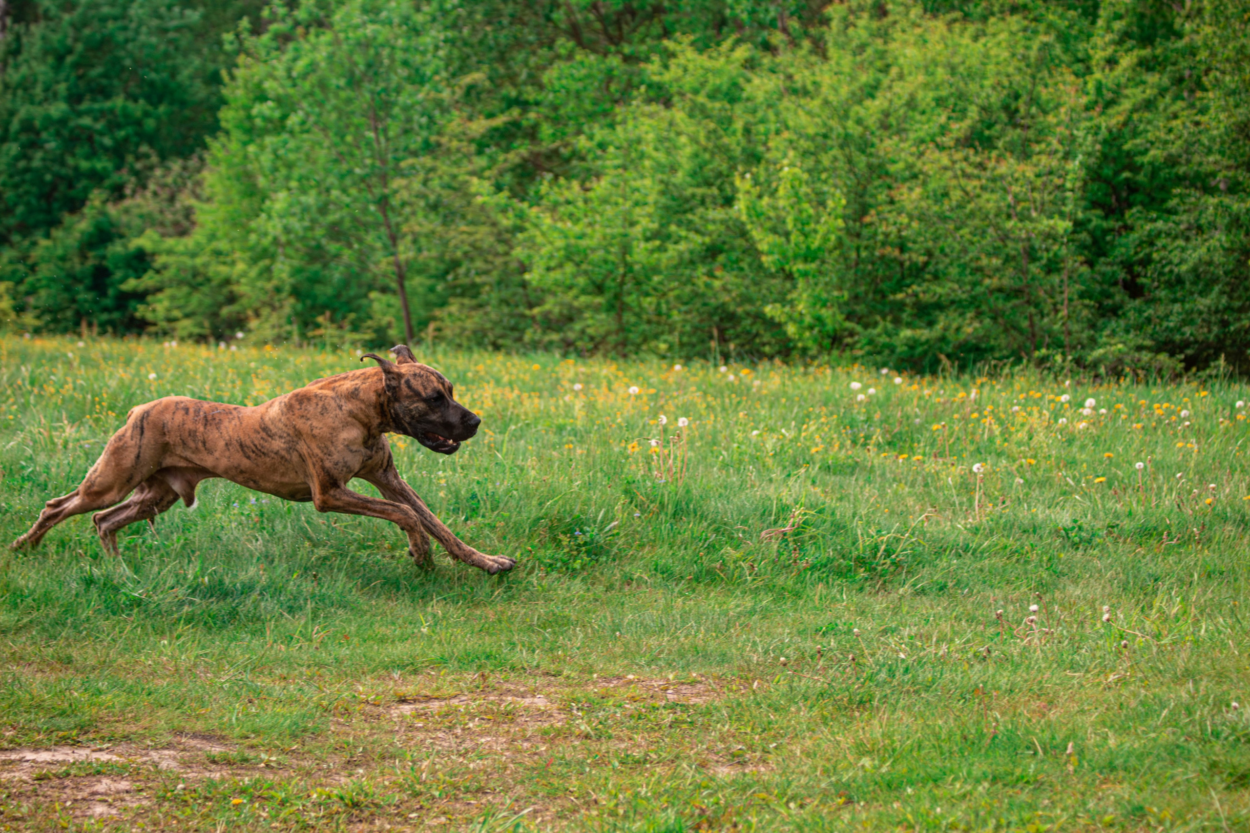 Фотосессии с животными Тула. Фотограф анималист — Тула, Москва