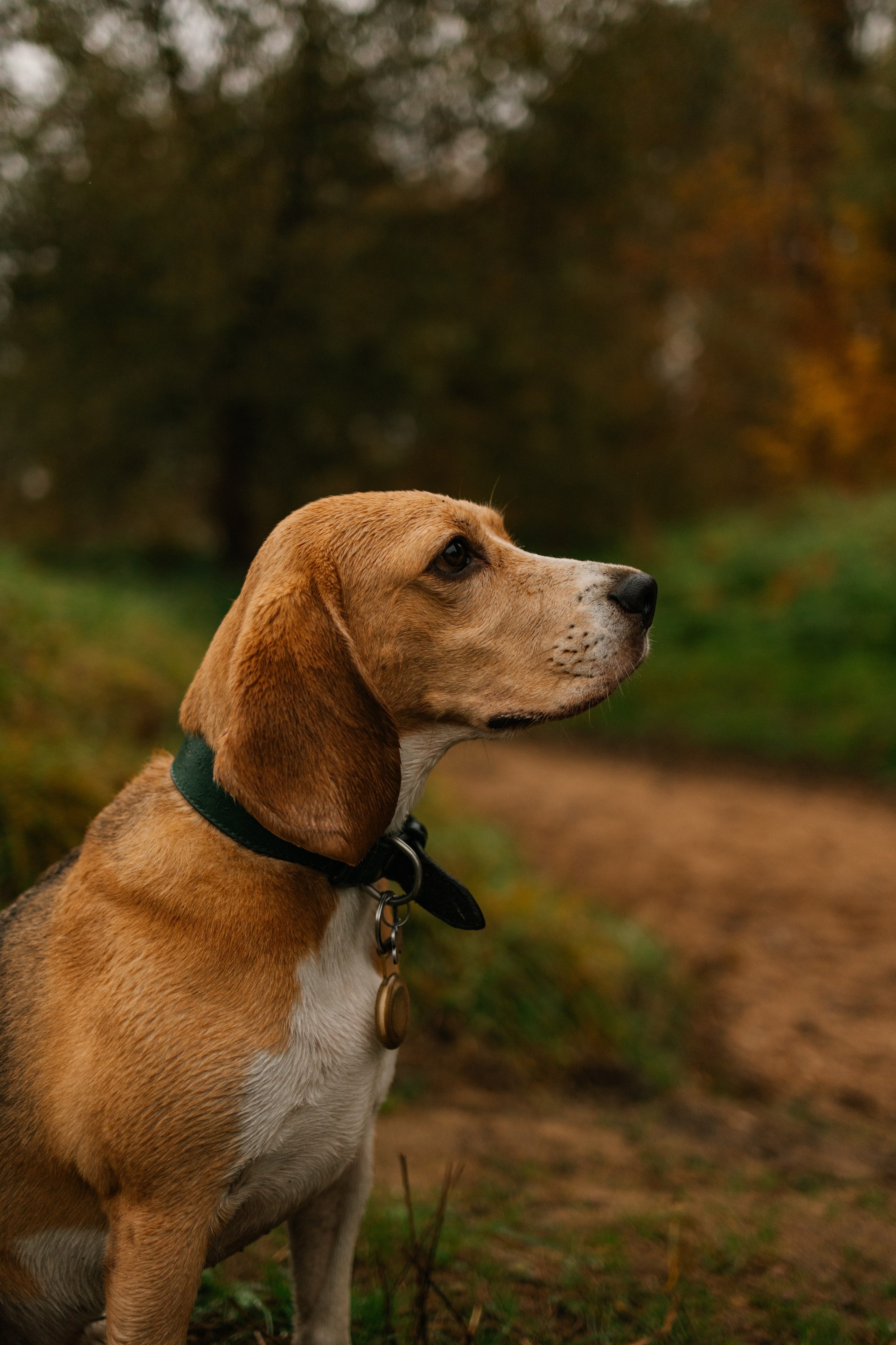 Лена и Тайгер. Фотограф — Анималист | Санкт-Петербург