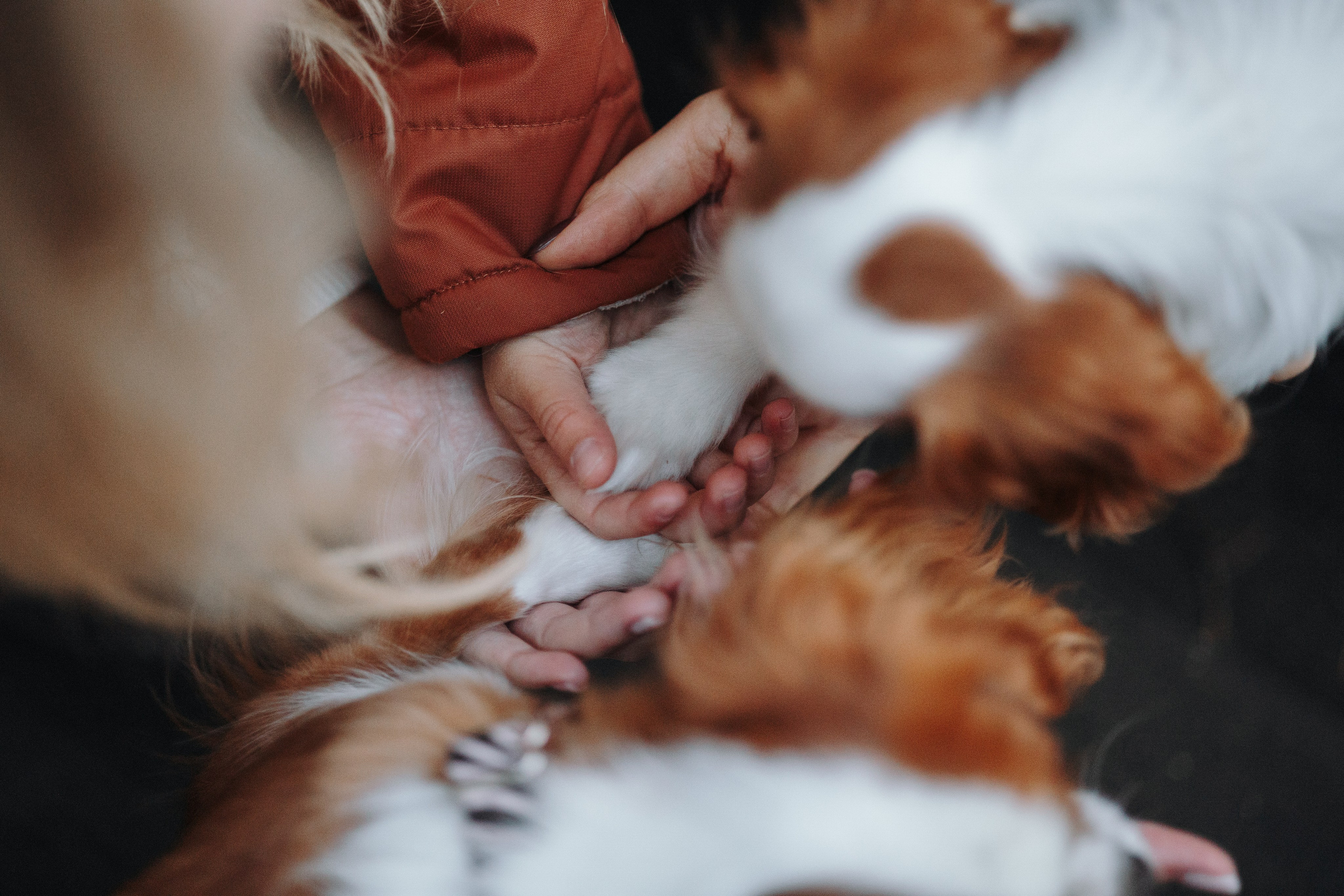Семейная история. Фотограф — Анималист | Санкт-Петербург