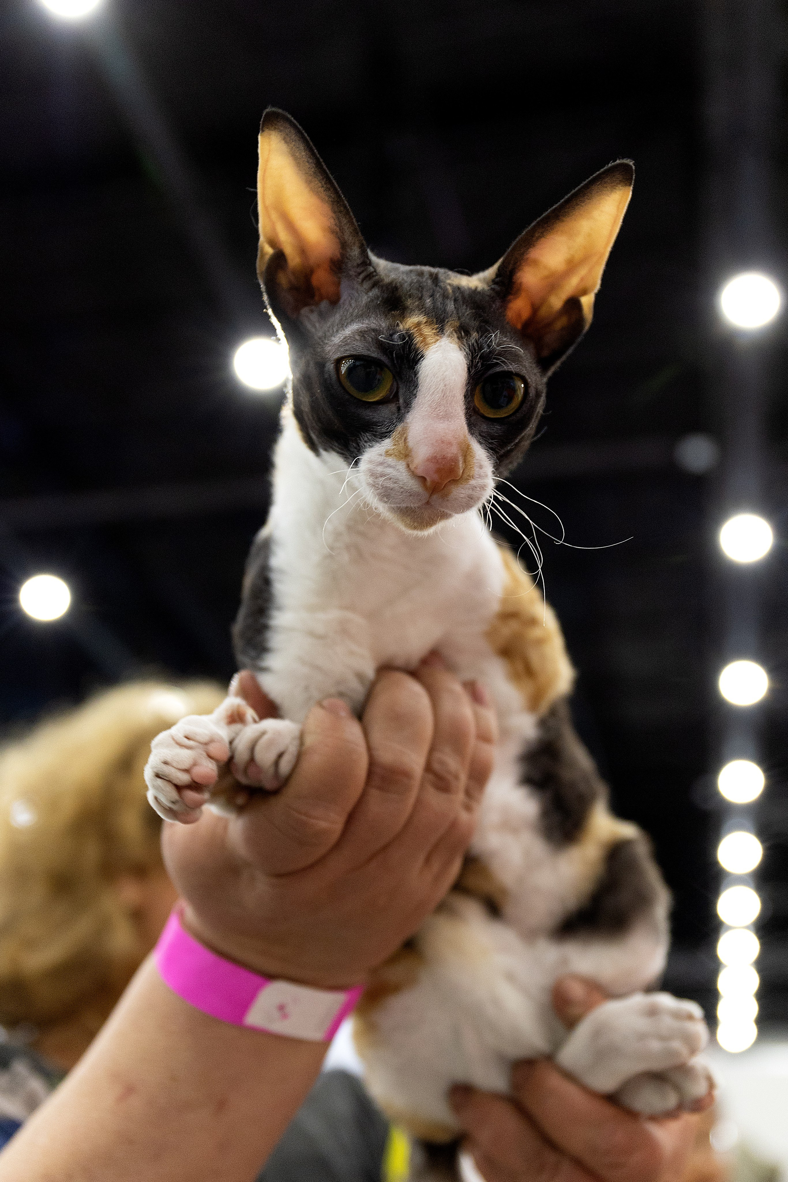 Анималистика