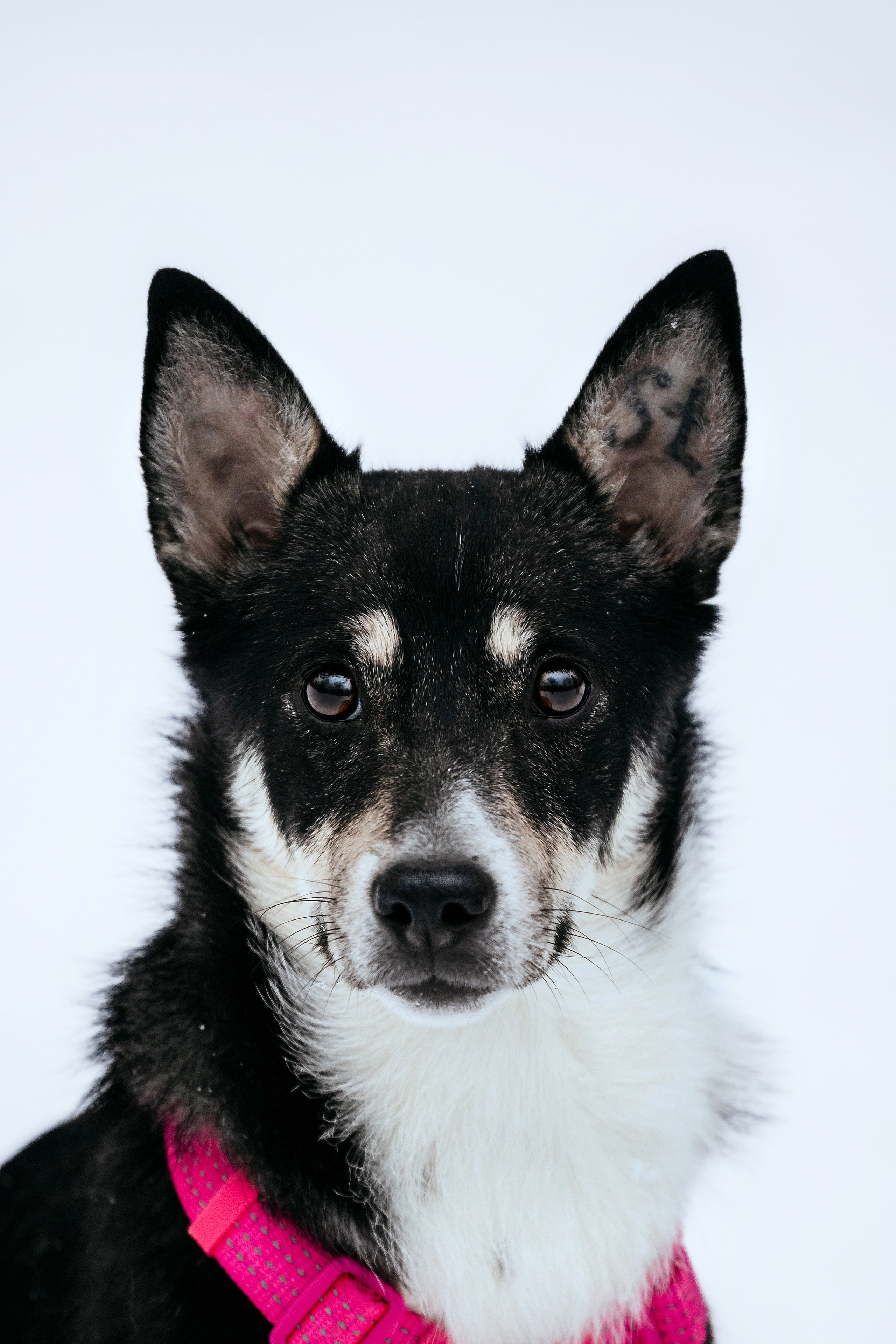Собаки из приюта Дубовая роща зима. Фотограф-анималист Татьяна Степанова