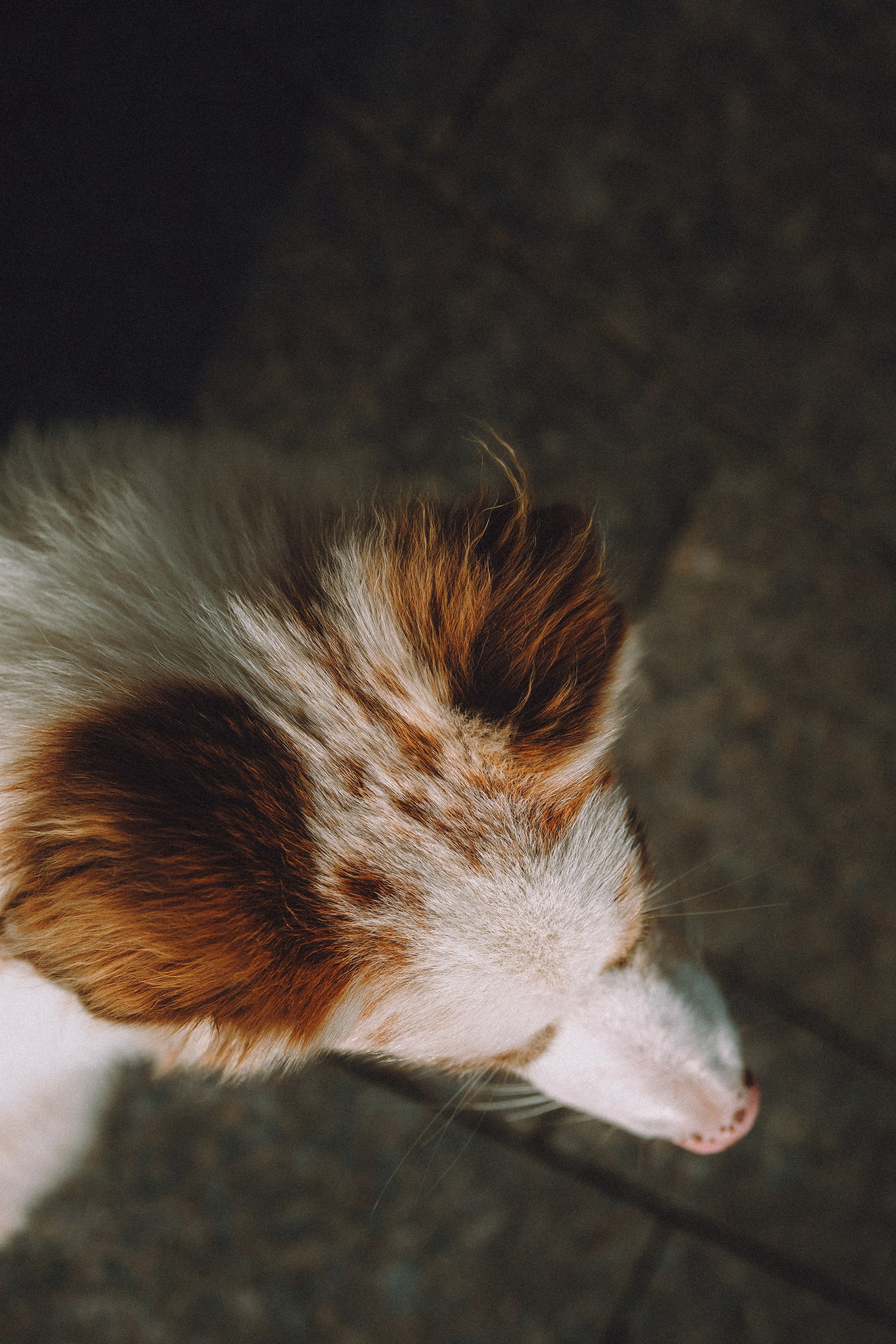 Один и его семья