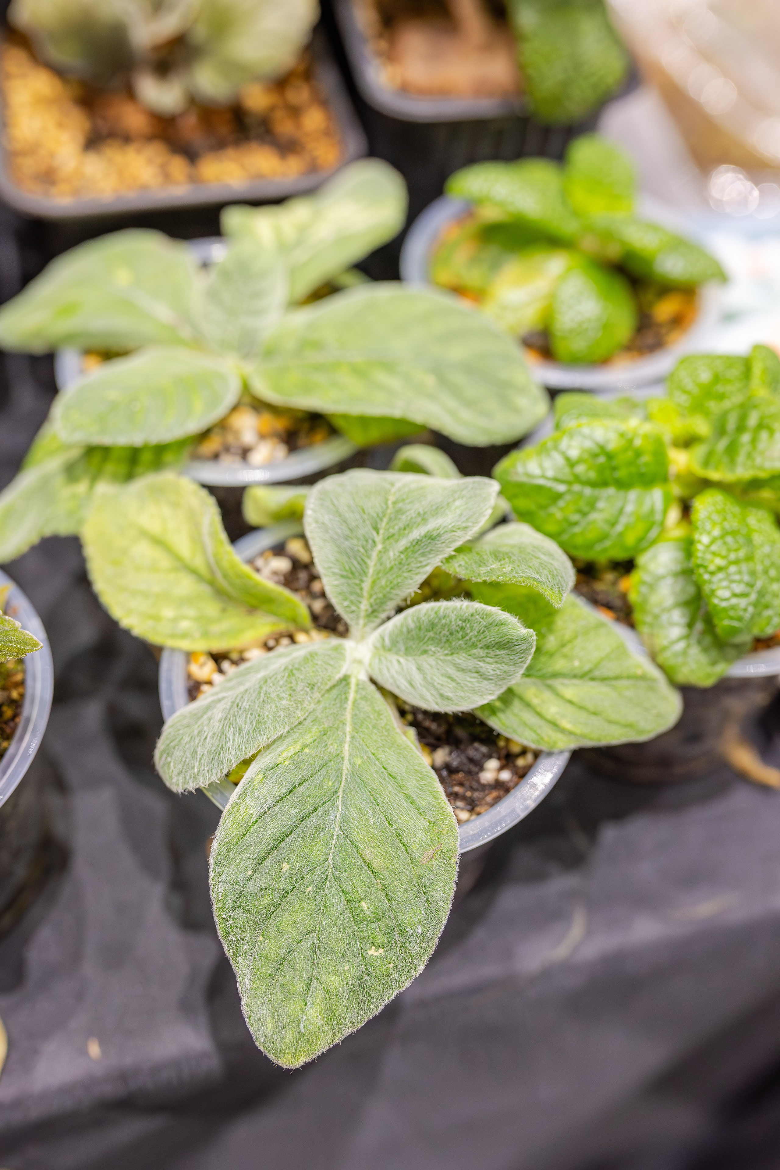 Монстериум апрель 2026. Александра Куликова фотограф, Москва