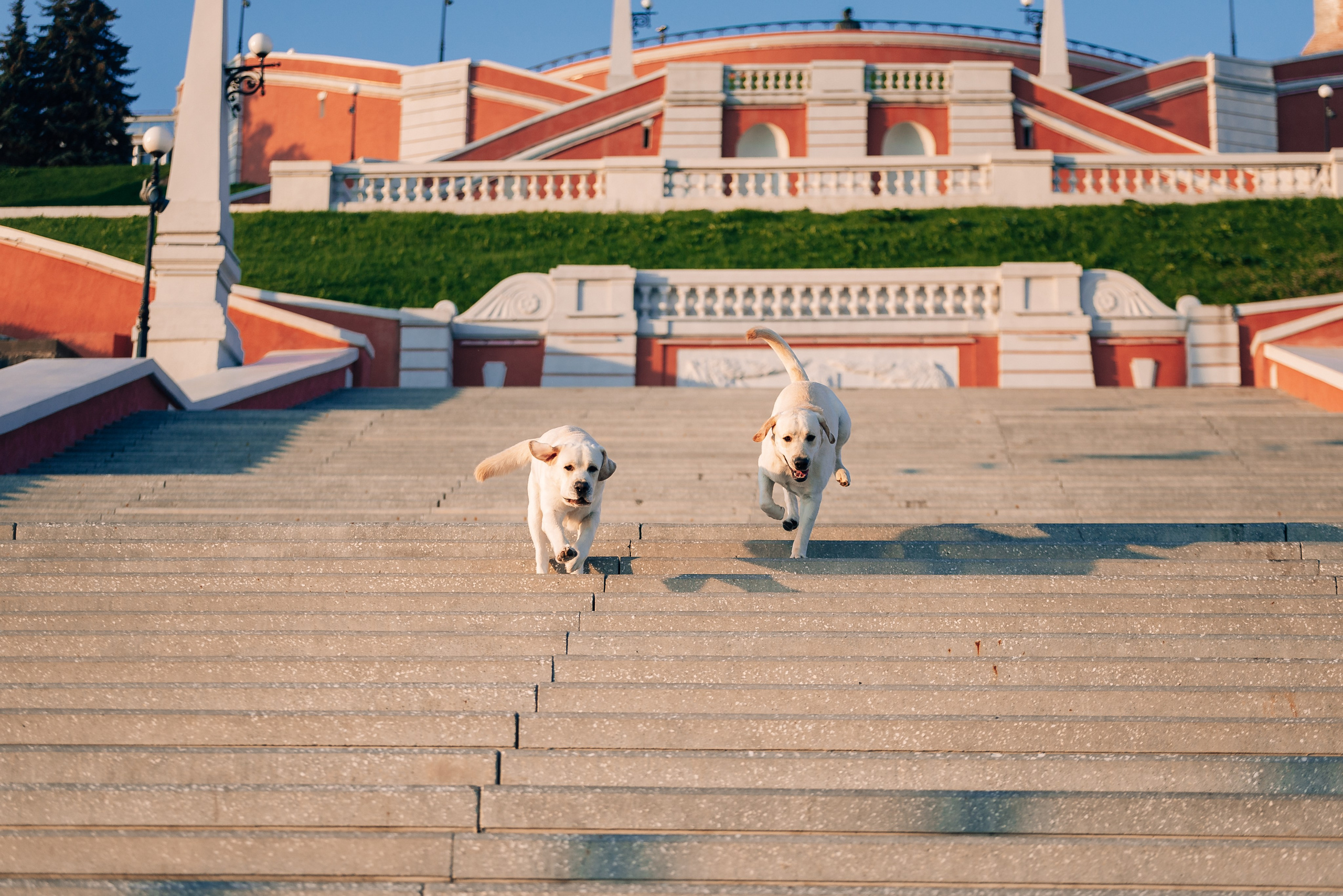 Екатерина, Урал и Бест. Фотограф-анималист Анастасия Парфенова|Екатеринбург
