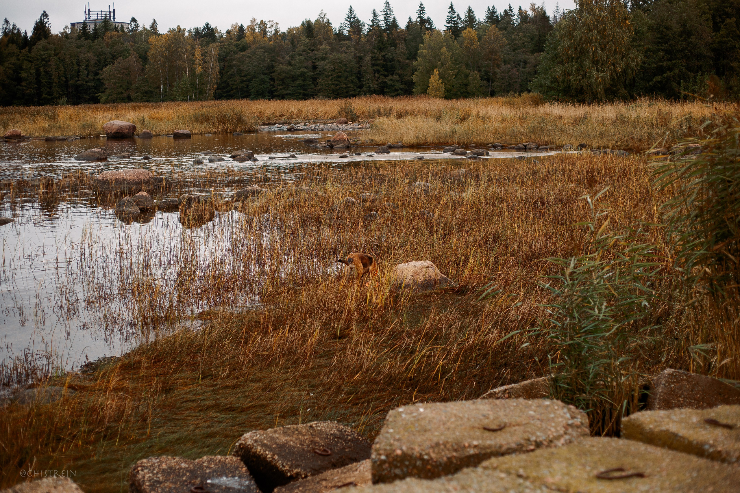 Дальний пирс. Фотограф-анималист Наталия Чистюхина в г. Сосновый Бор и ЛО