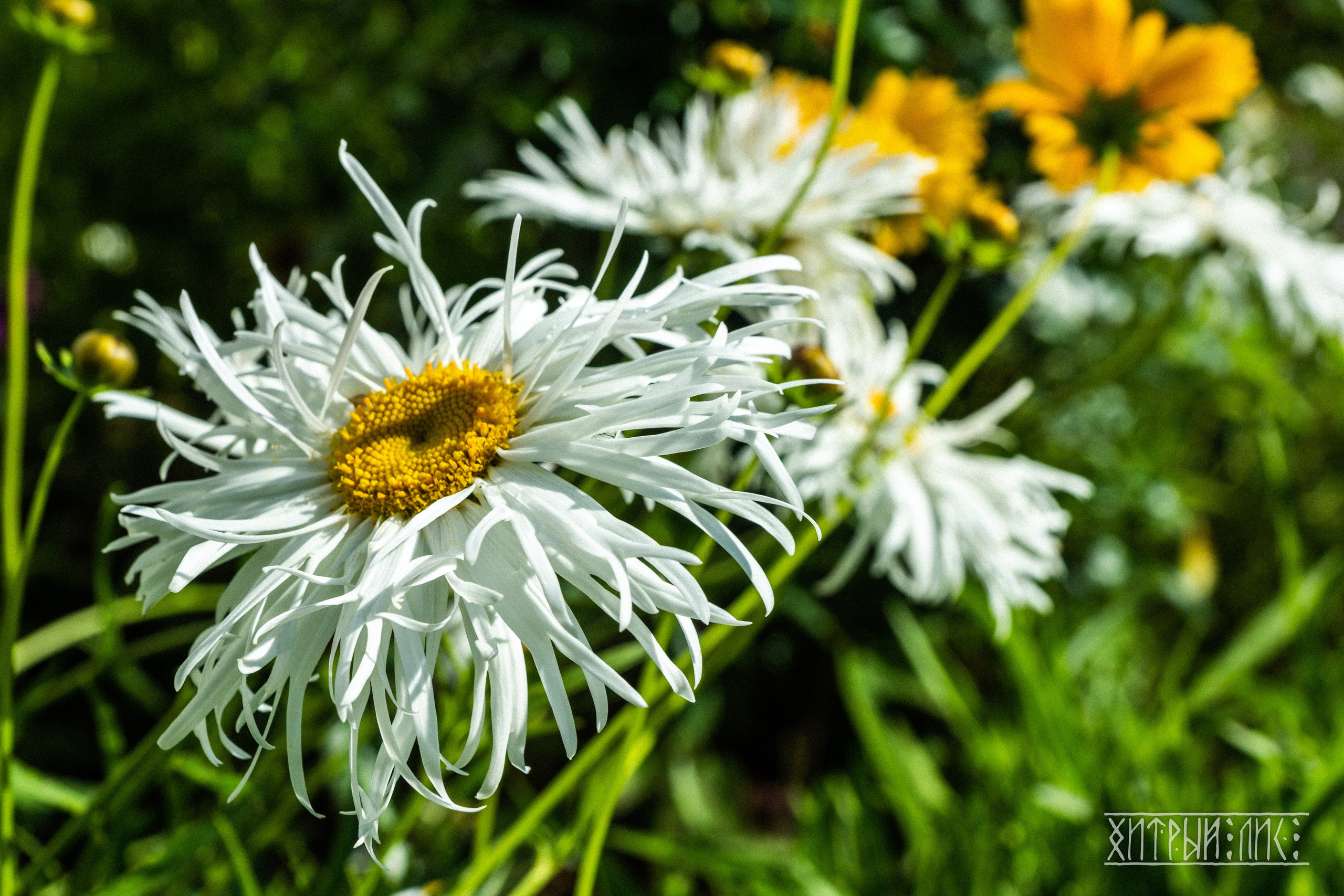 Беларусь. Фотограф-путешественник Самойлов Максим «Sly Fox»