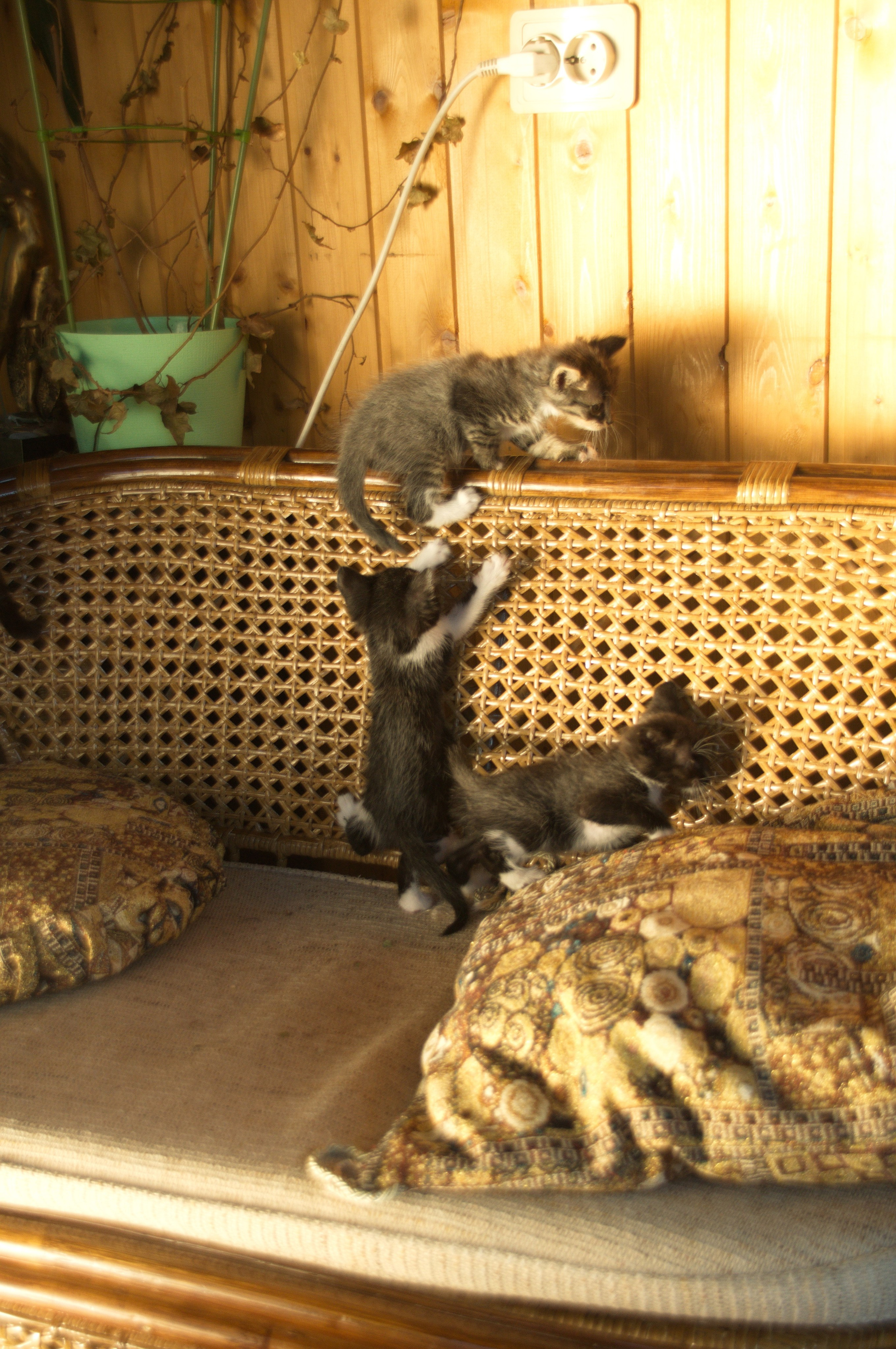 Котята на кушетке. Фотограф Евгений Симохин