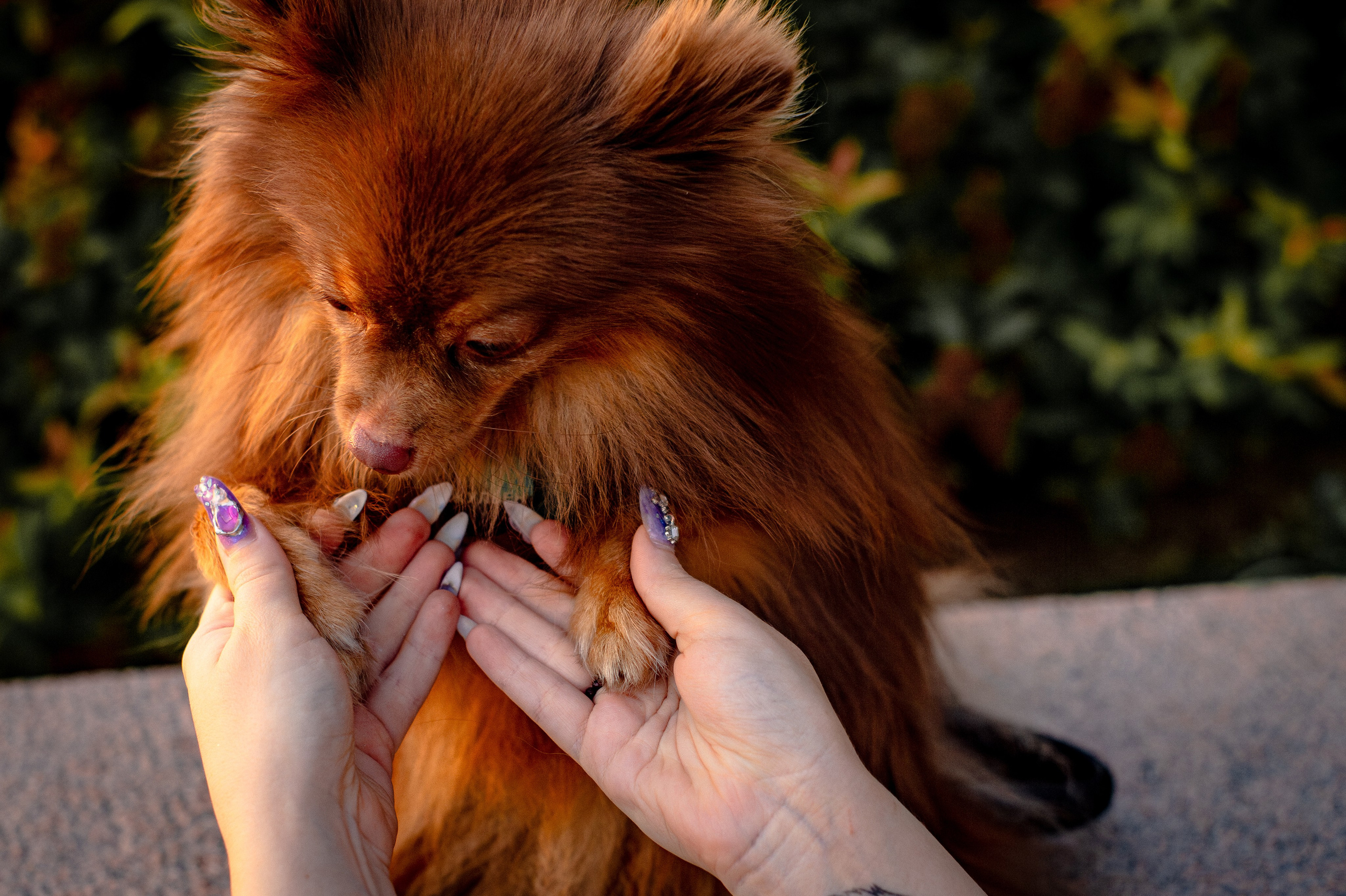 Настя и Жульен. Фотограф-анималист Мария Баркевич | Москва