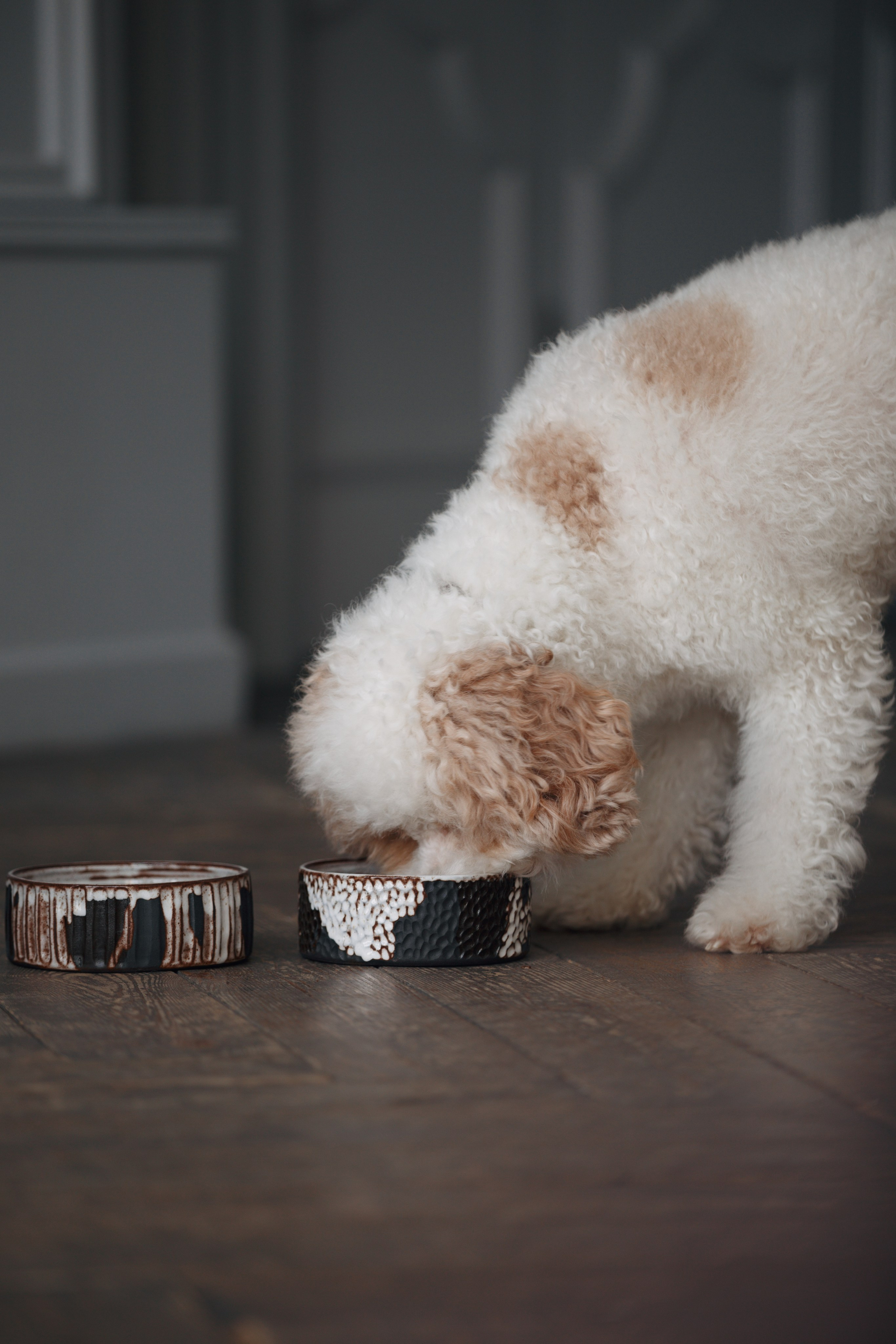 Bmbh лежанки и адресники. Фотограф анималист Кристина Карпова, Москва