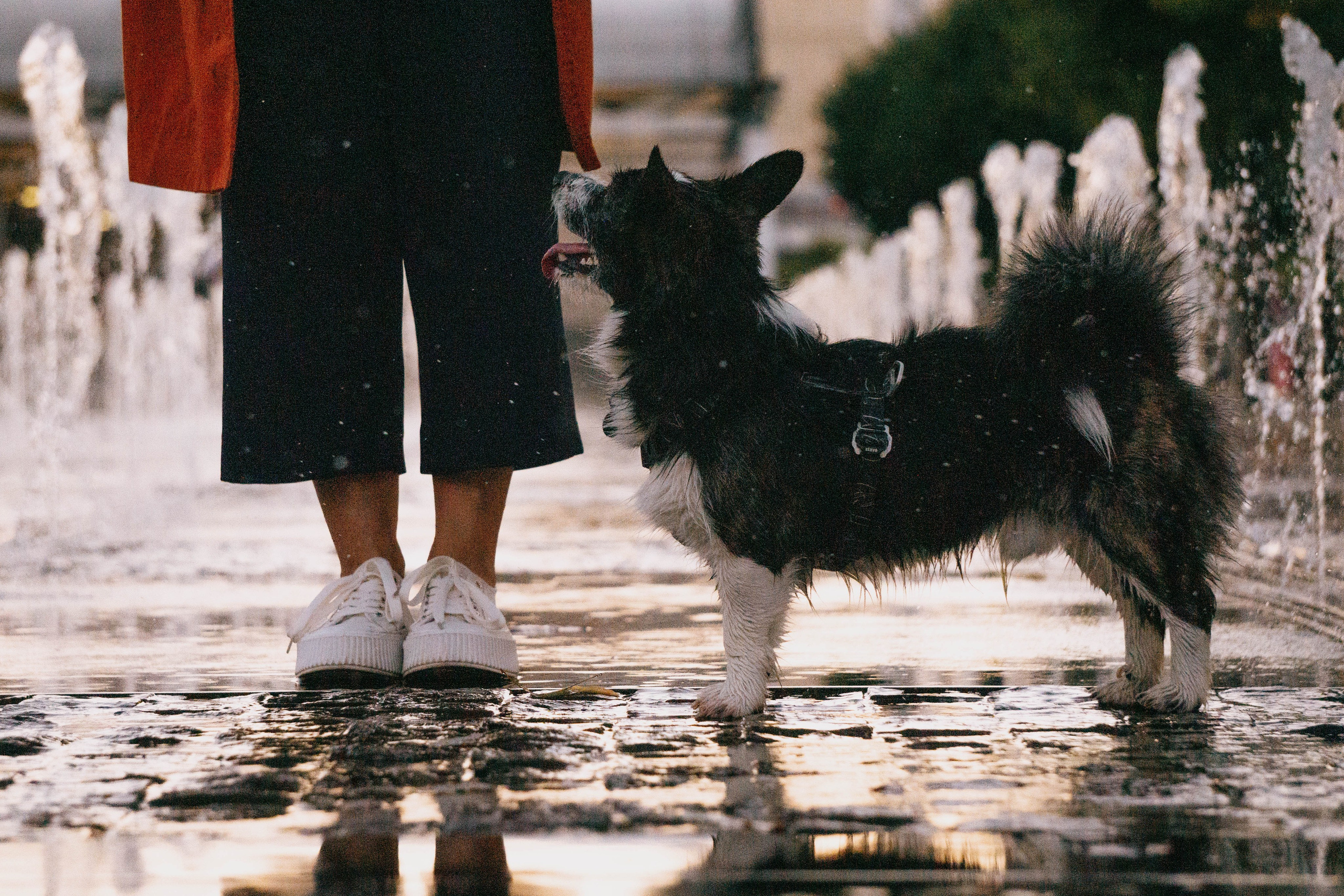Даша и Тюбик. Фотограф-анималист Ксения Воробьева, Москва