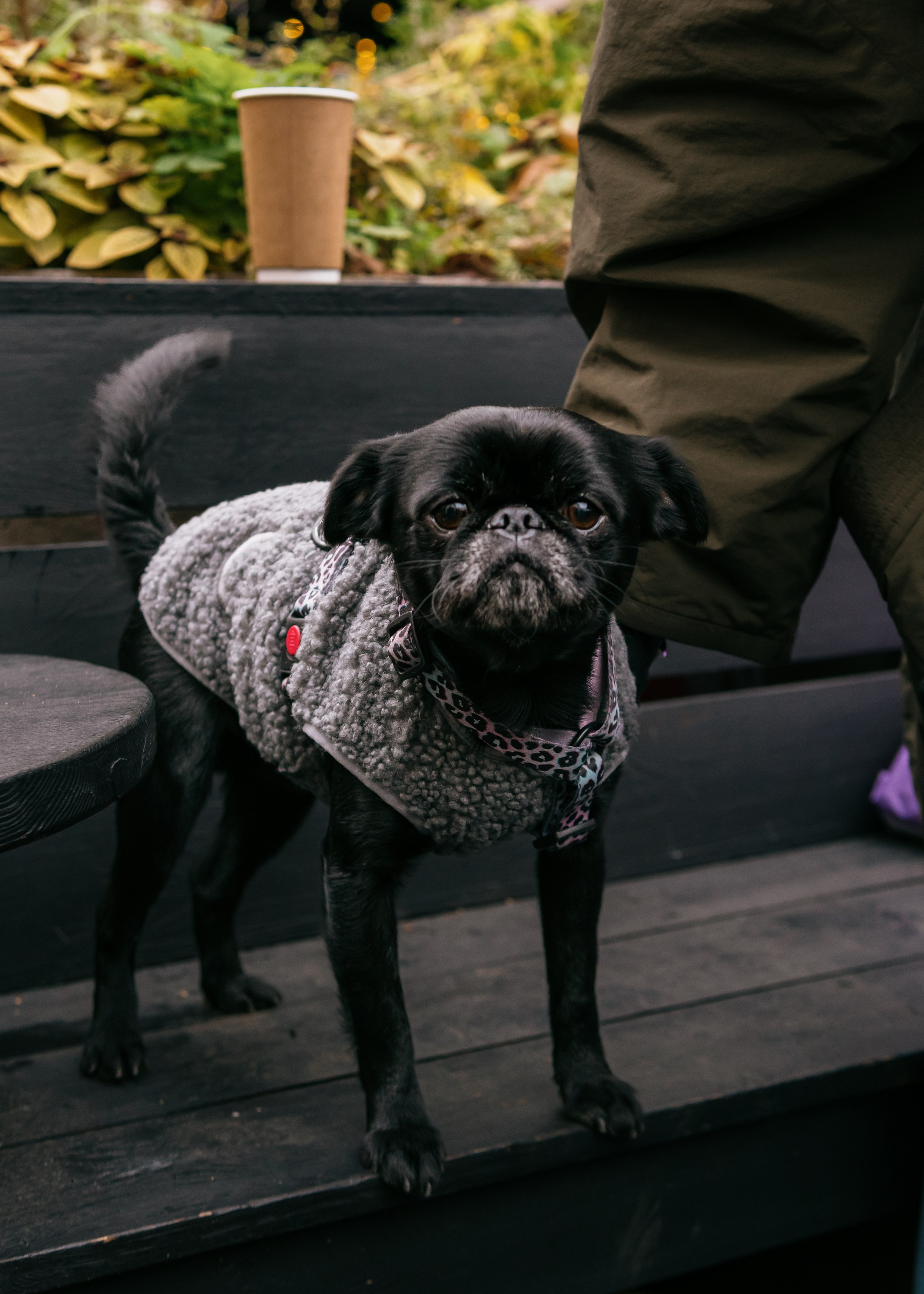 Тематическая встреча породников «Griffween». Фотограф-анималист Ксения Воробьева, Москва