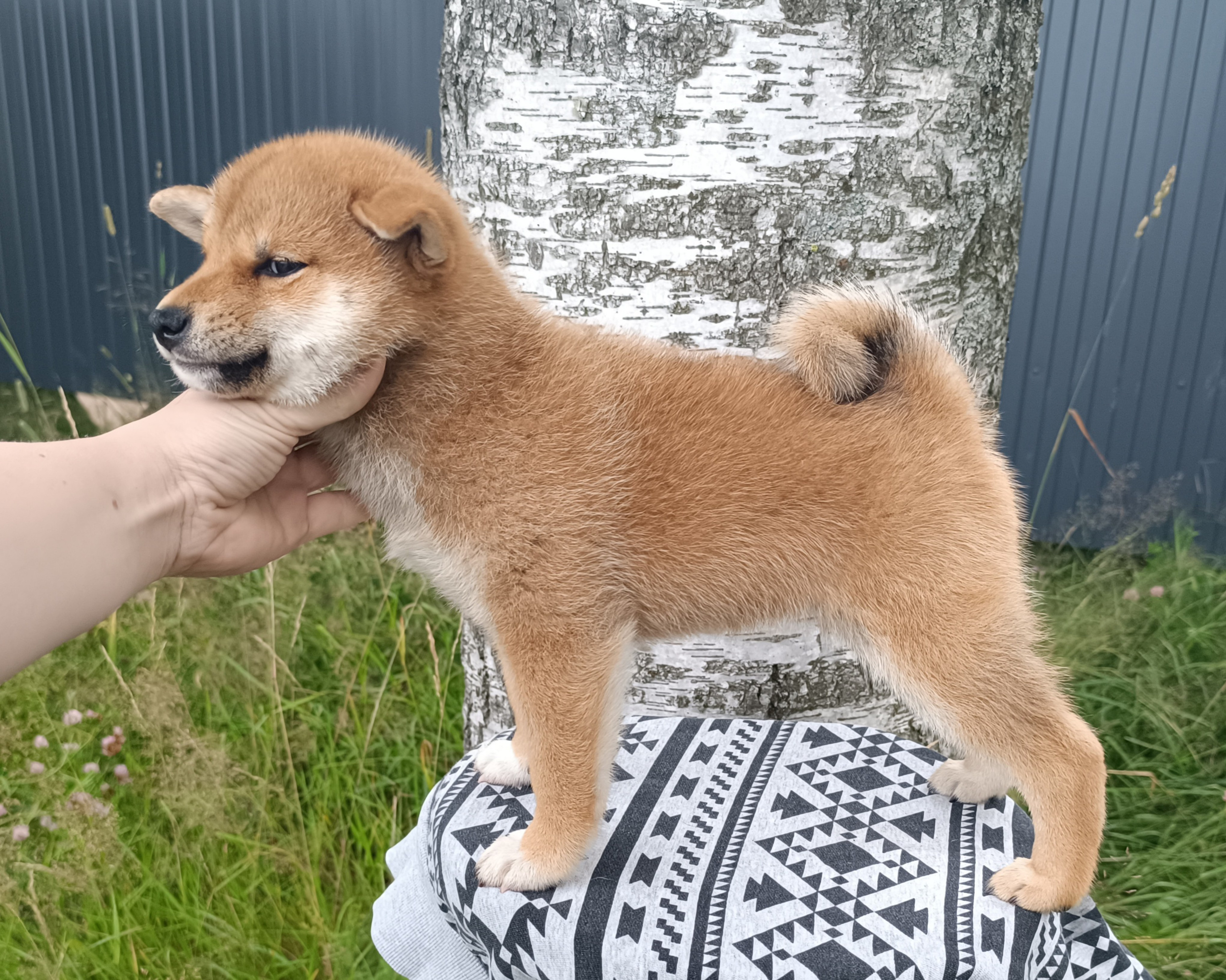 сиба питомник Рубилайт щенки на продажу rubylight  сиба щенки купить СПб Санкт-Петербург