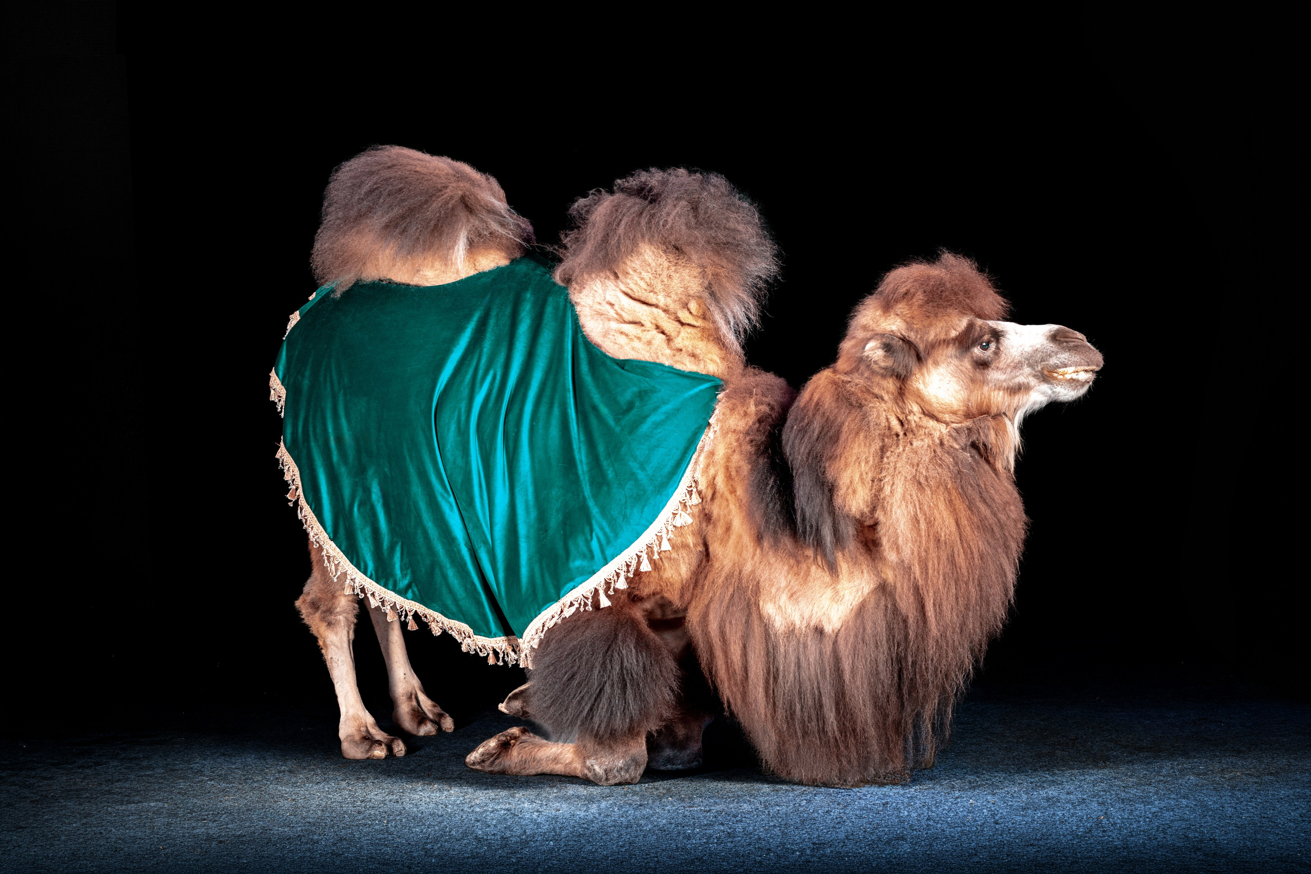SHUSTOVI/ANIMALS. Sveta GOSHTAUTAS фотограф Пермь