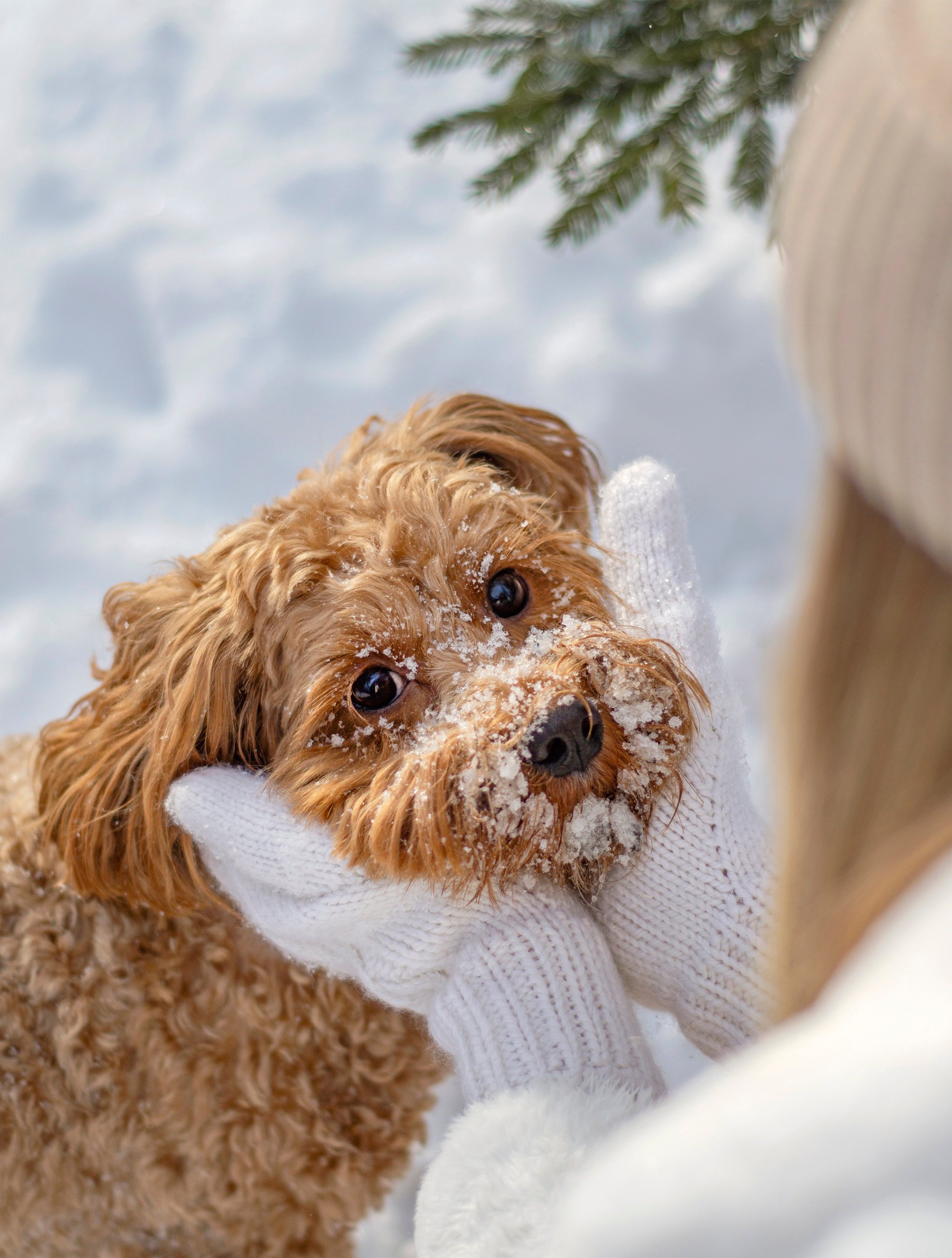 Прогулки с питомцами и без. Фотограф анималист