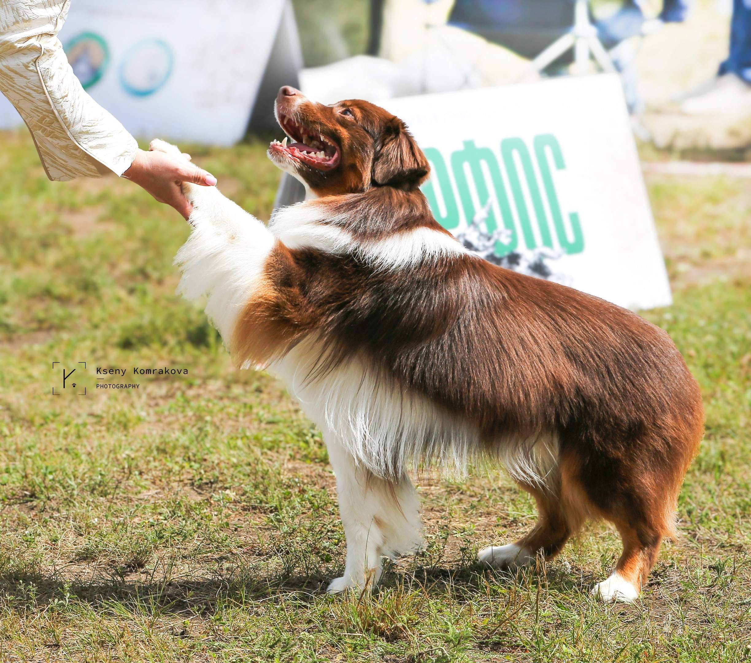 Анималистика. Репортаж. Индивидуальная съемка