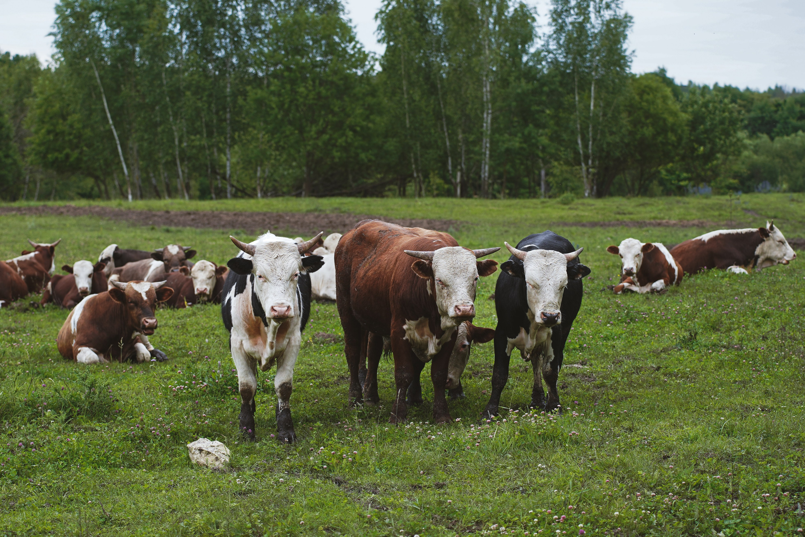 MOTHER EARTH. Фотограф и визуальный художник в Туле / Николай Рейзвих