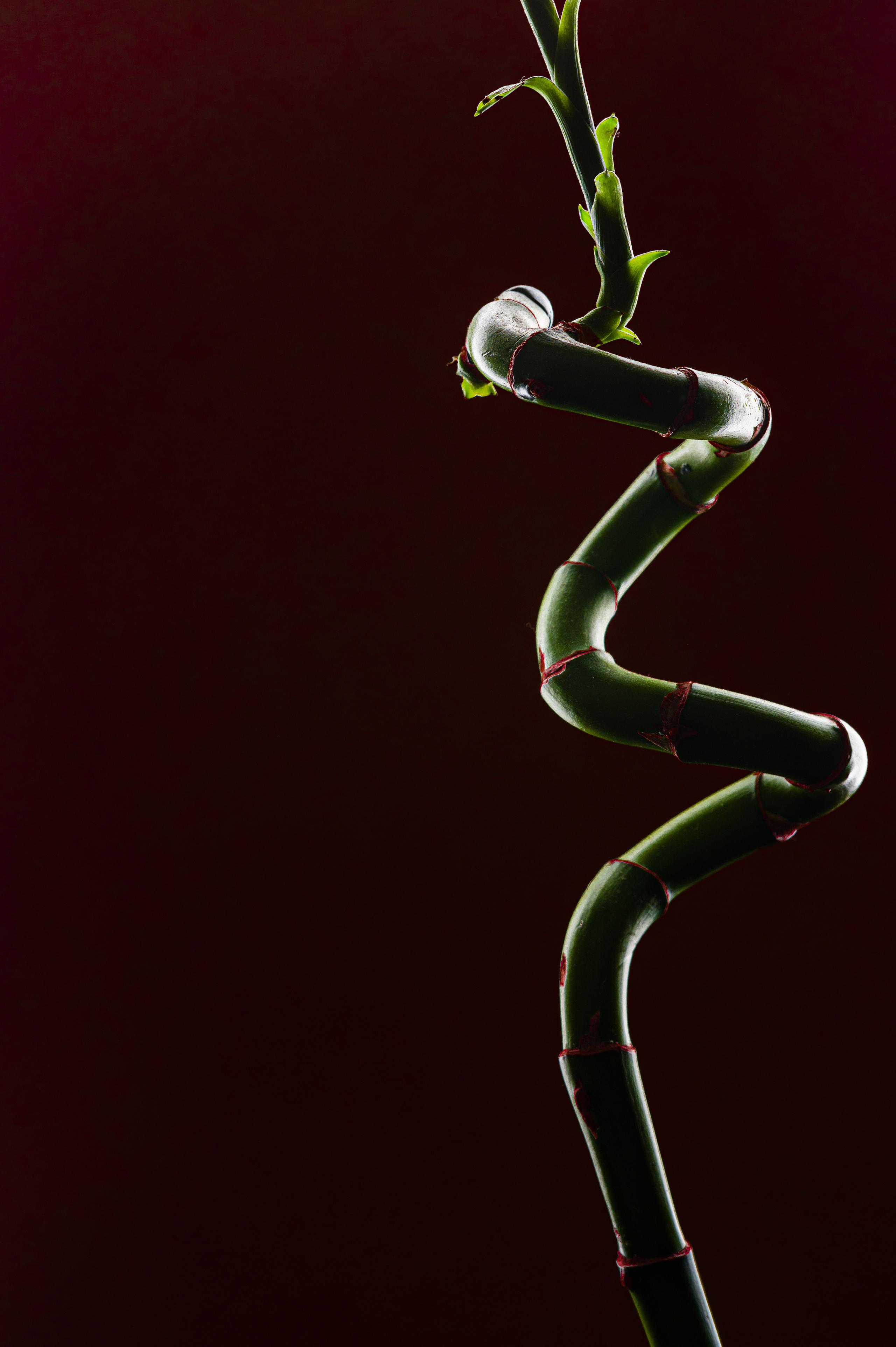 Предметная съемка. Фотосессии портреты студийная фотосъемка фотопрогулки в Москве