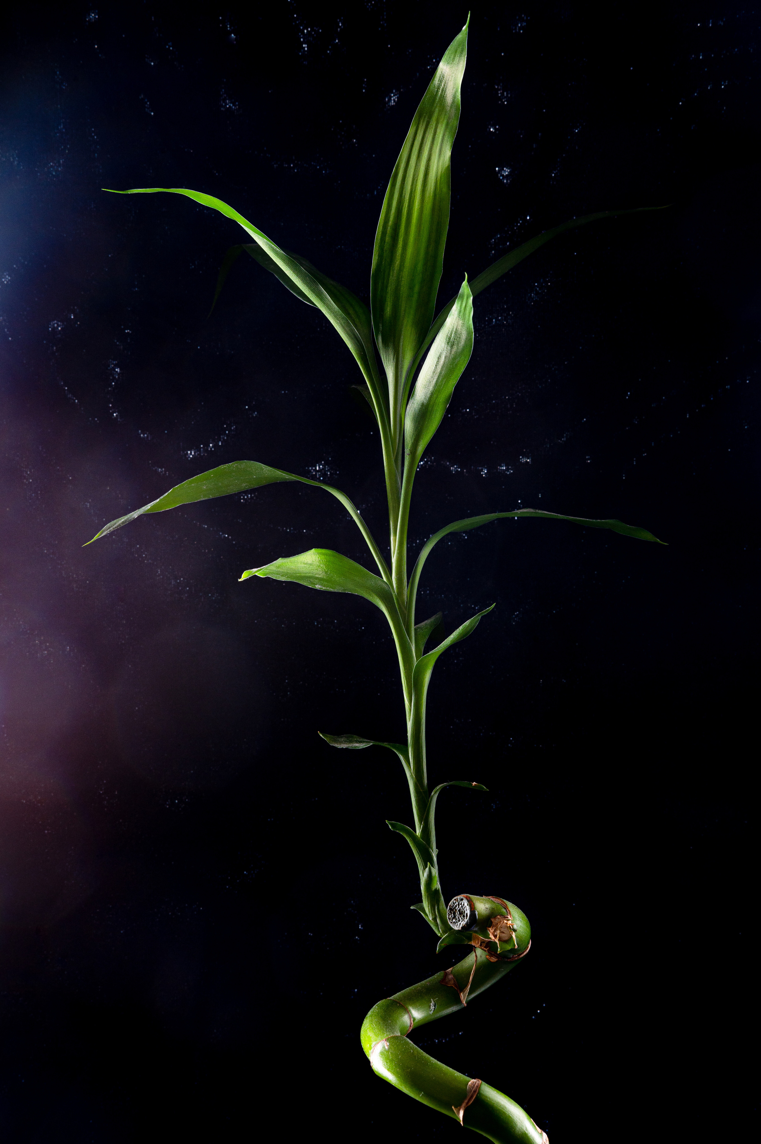 Предметная съемка. Фотосессии портреты студийная фотосъемка фотопрогулки в Москве