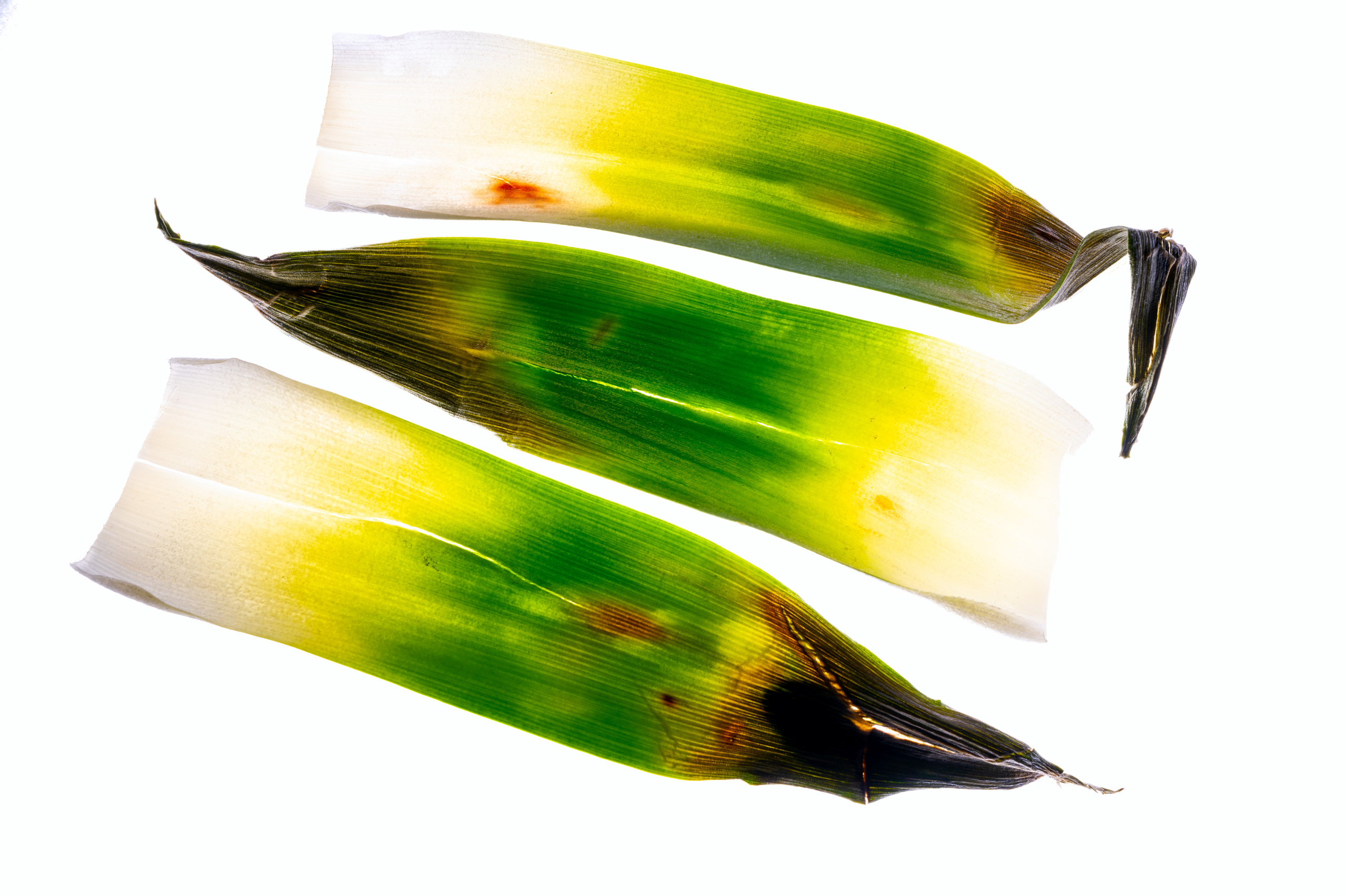 Предметная съемка. Фотосессии портреты студийная фотосъемка фотопрогулки в Москве